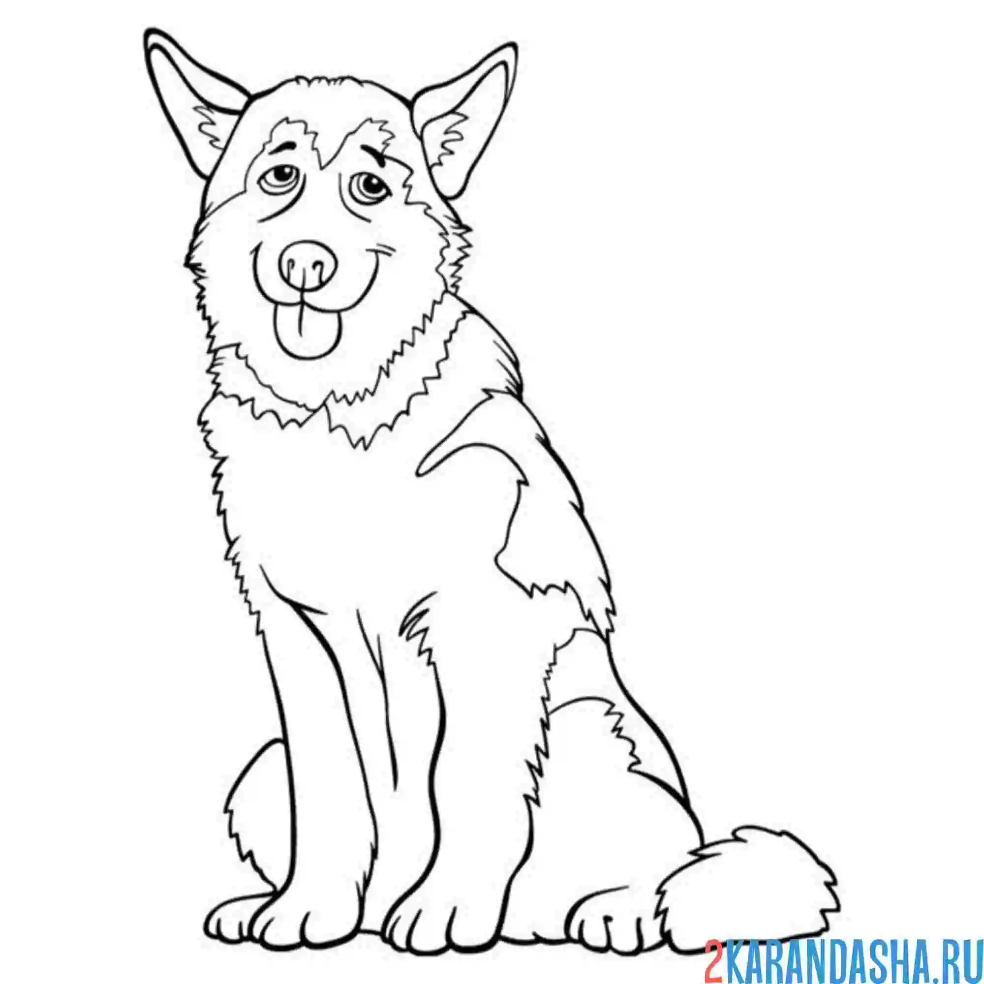 Раскраска собака хаски сидит