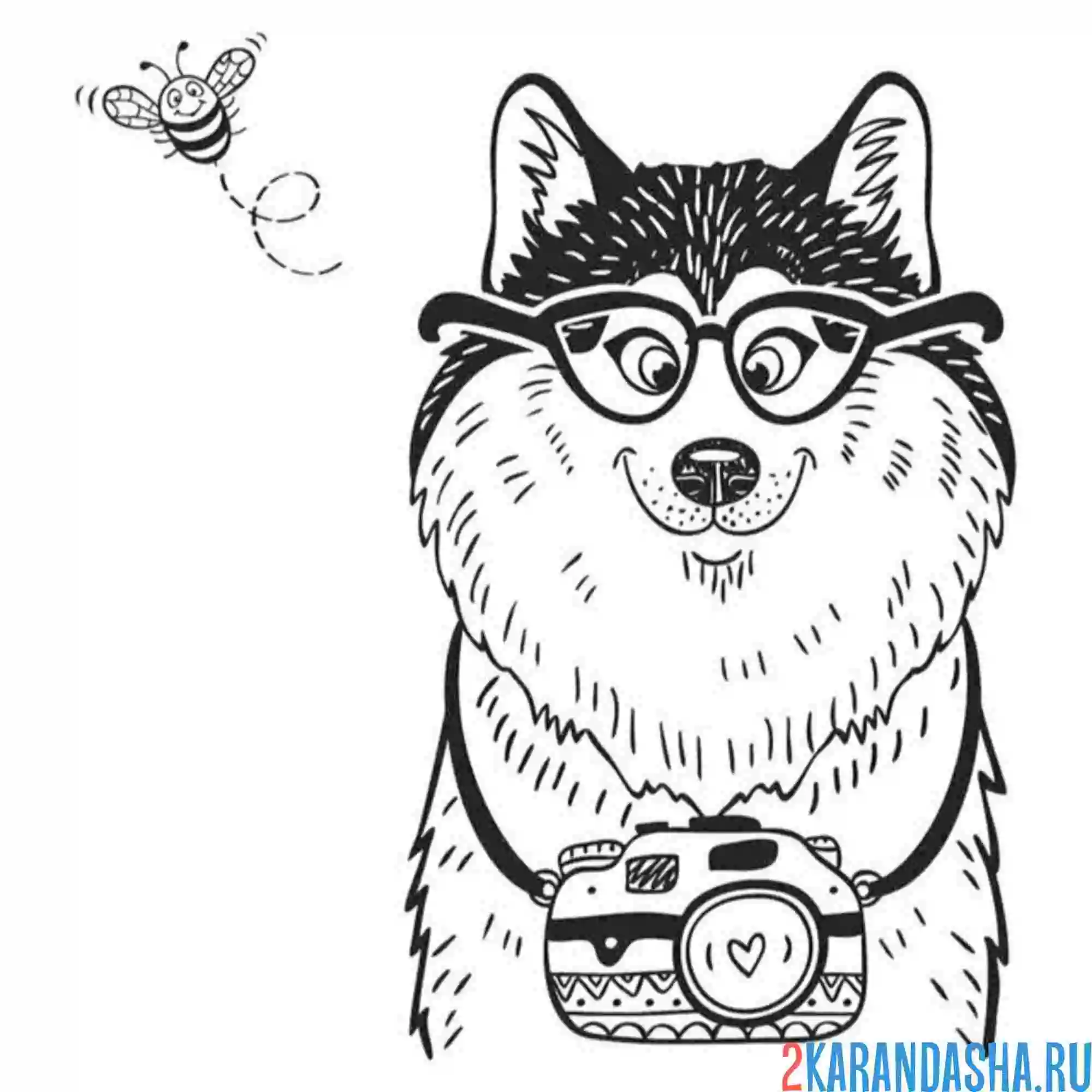 Раскраска хаски фотограф