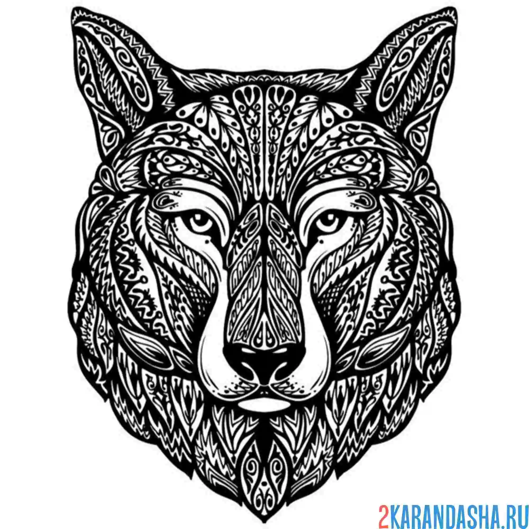 Раскраска хаски антистресс взрослый