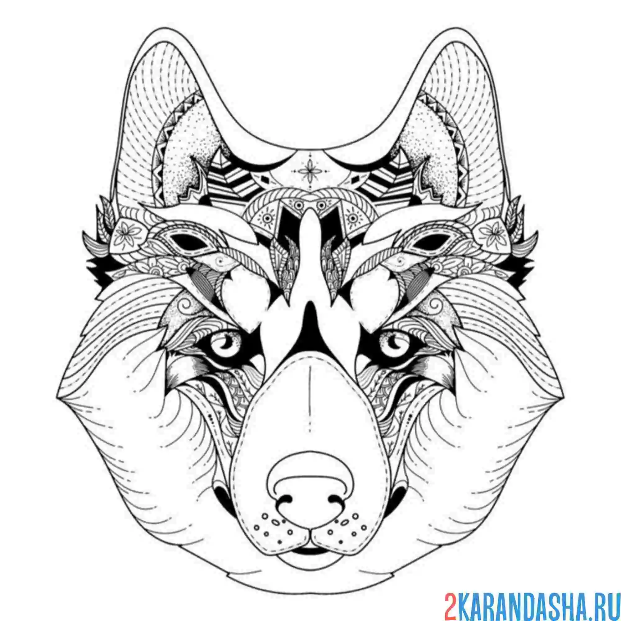Раскраска хаски голова антистресс