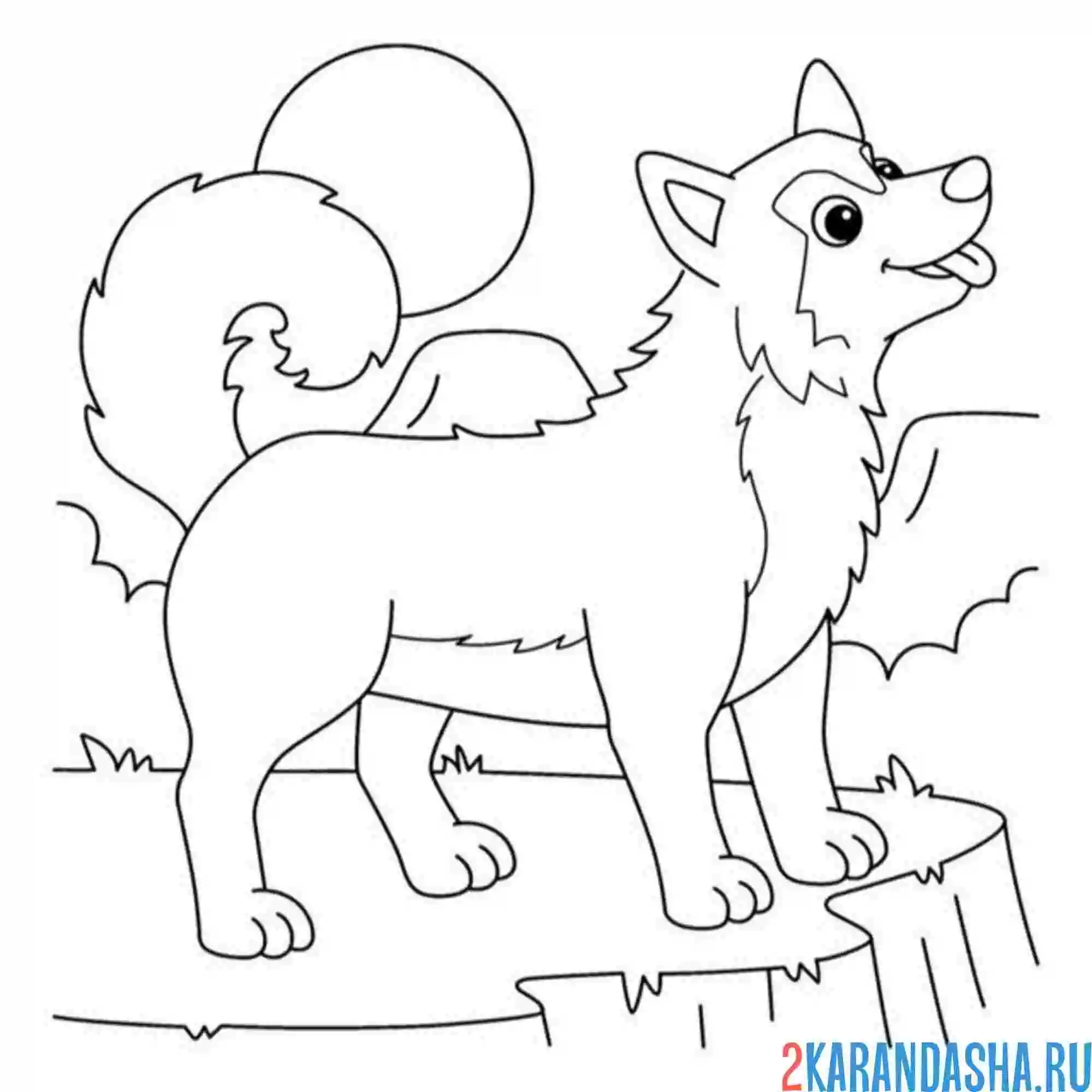 Раскраска хаски гуляет