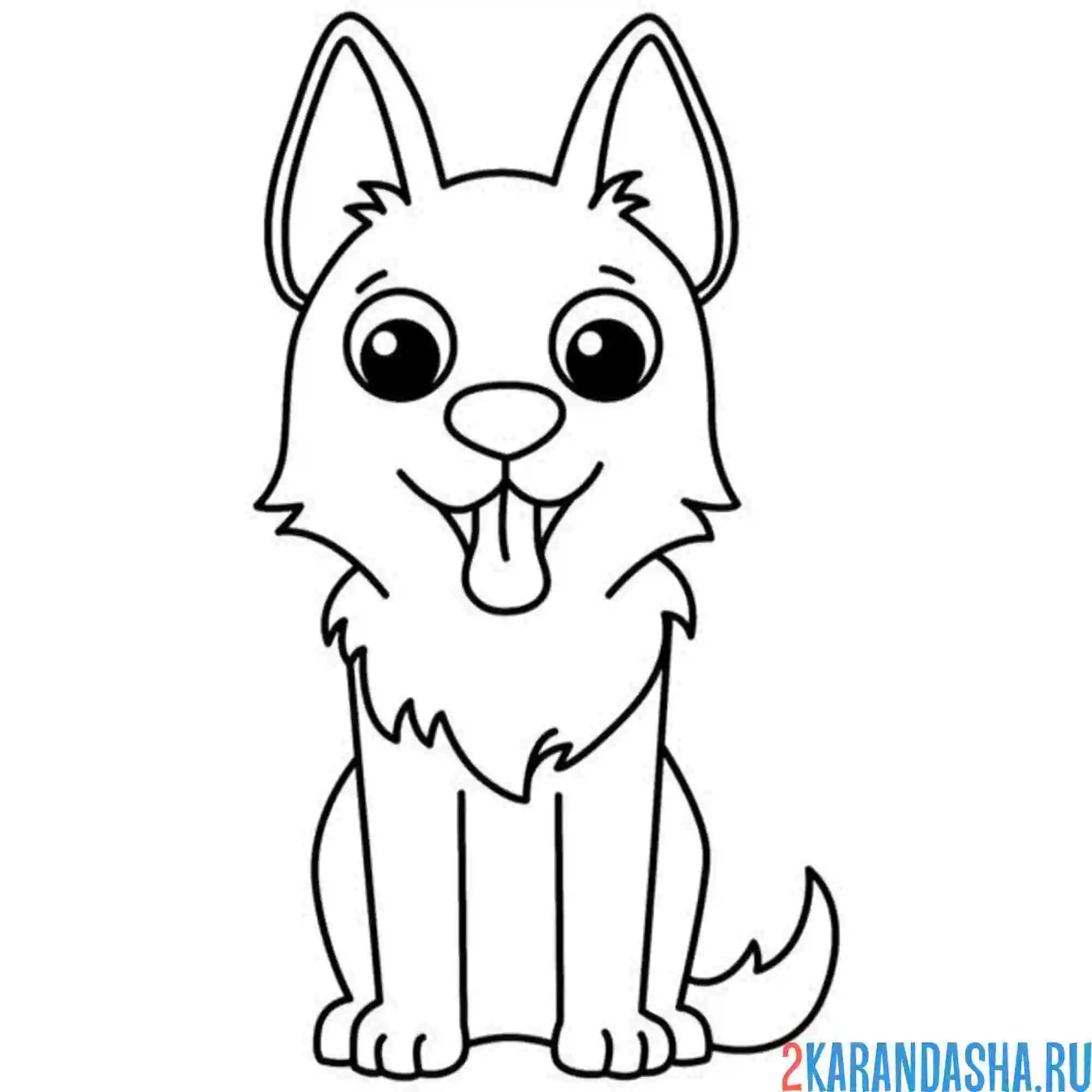 Раскраска хаски собачка сидит