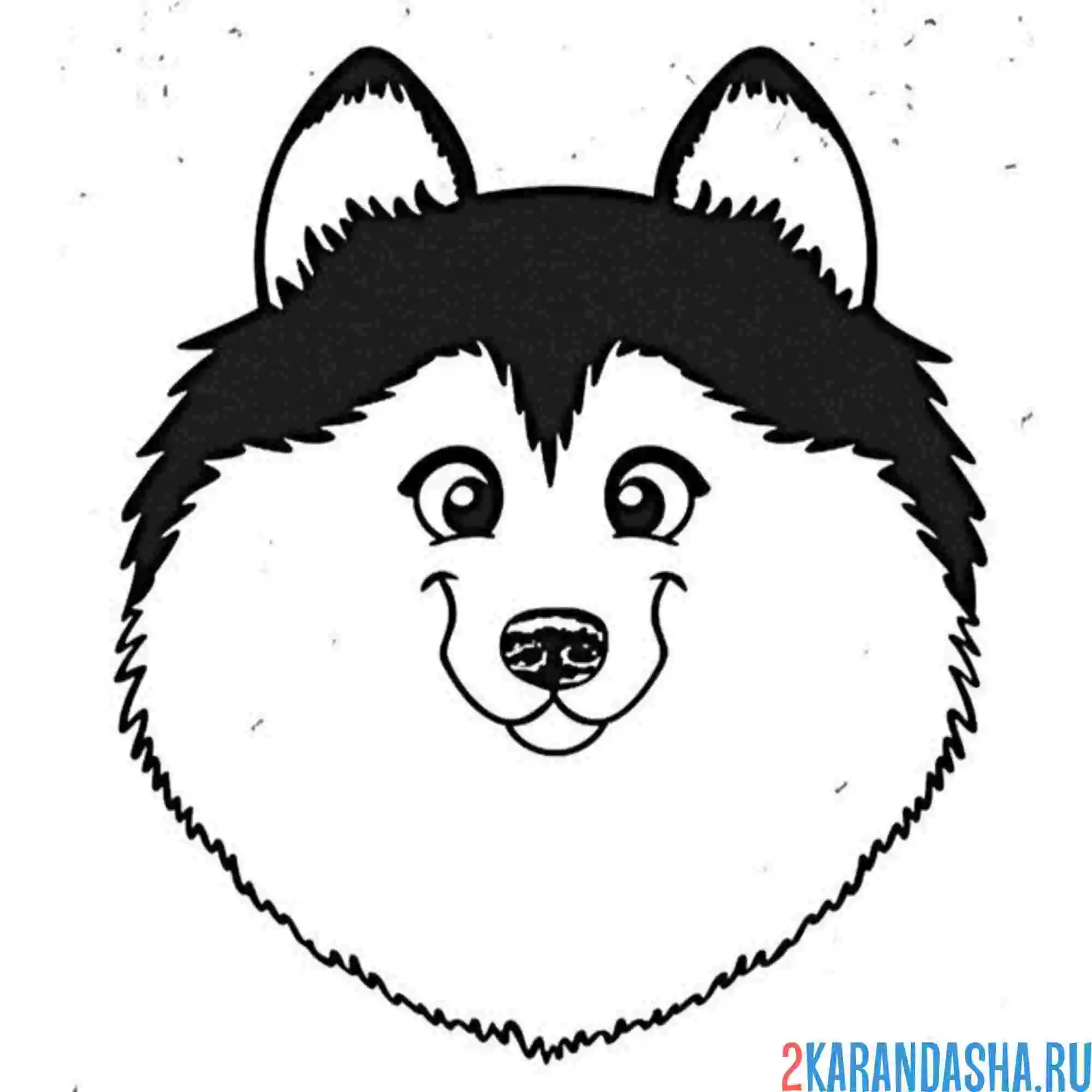Раскраска голова пушистая хаски