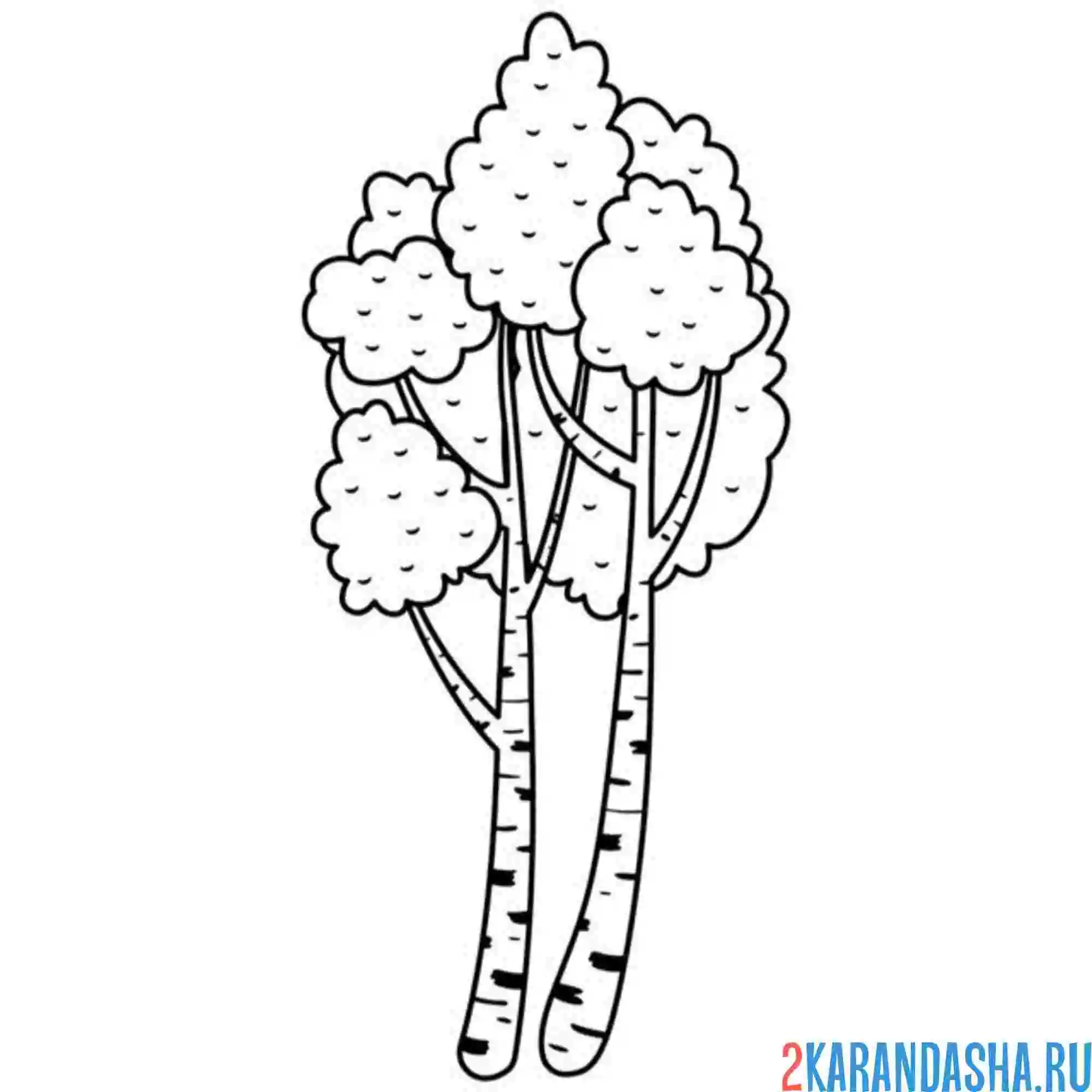 Раскраска береза дерево
