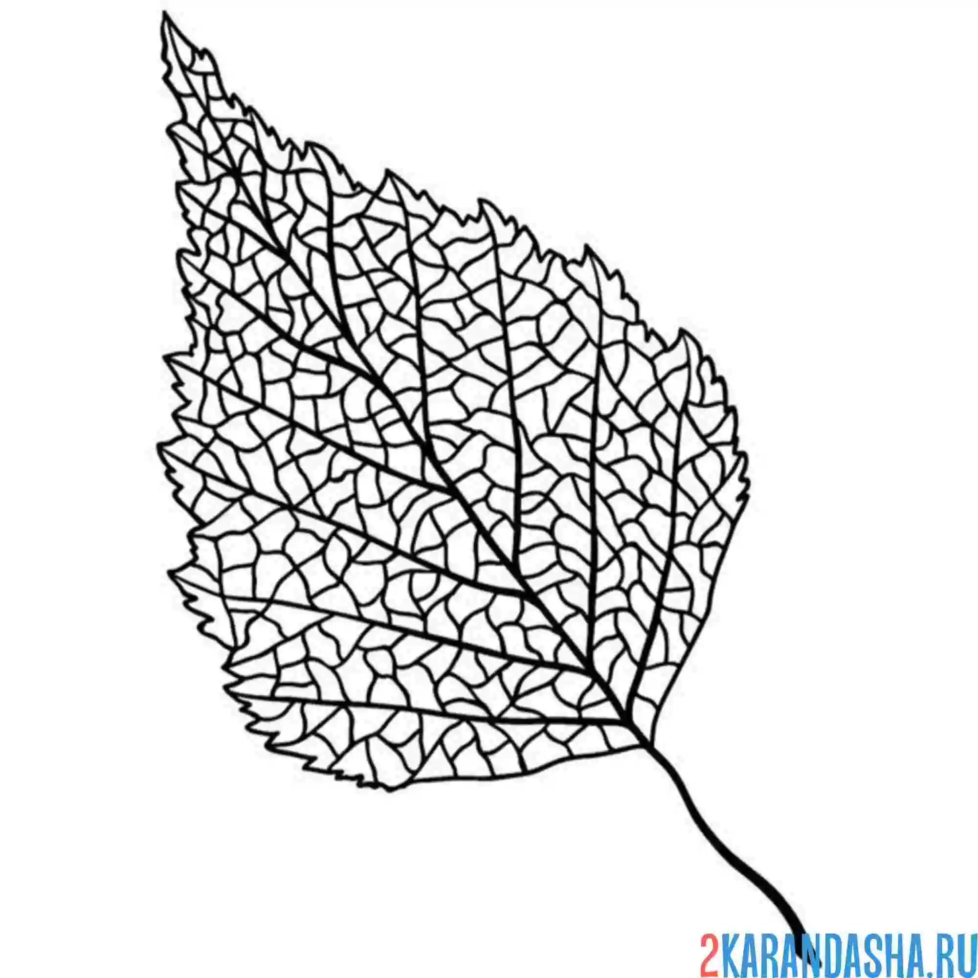 Раскраска листочек березы