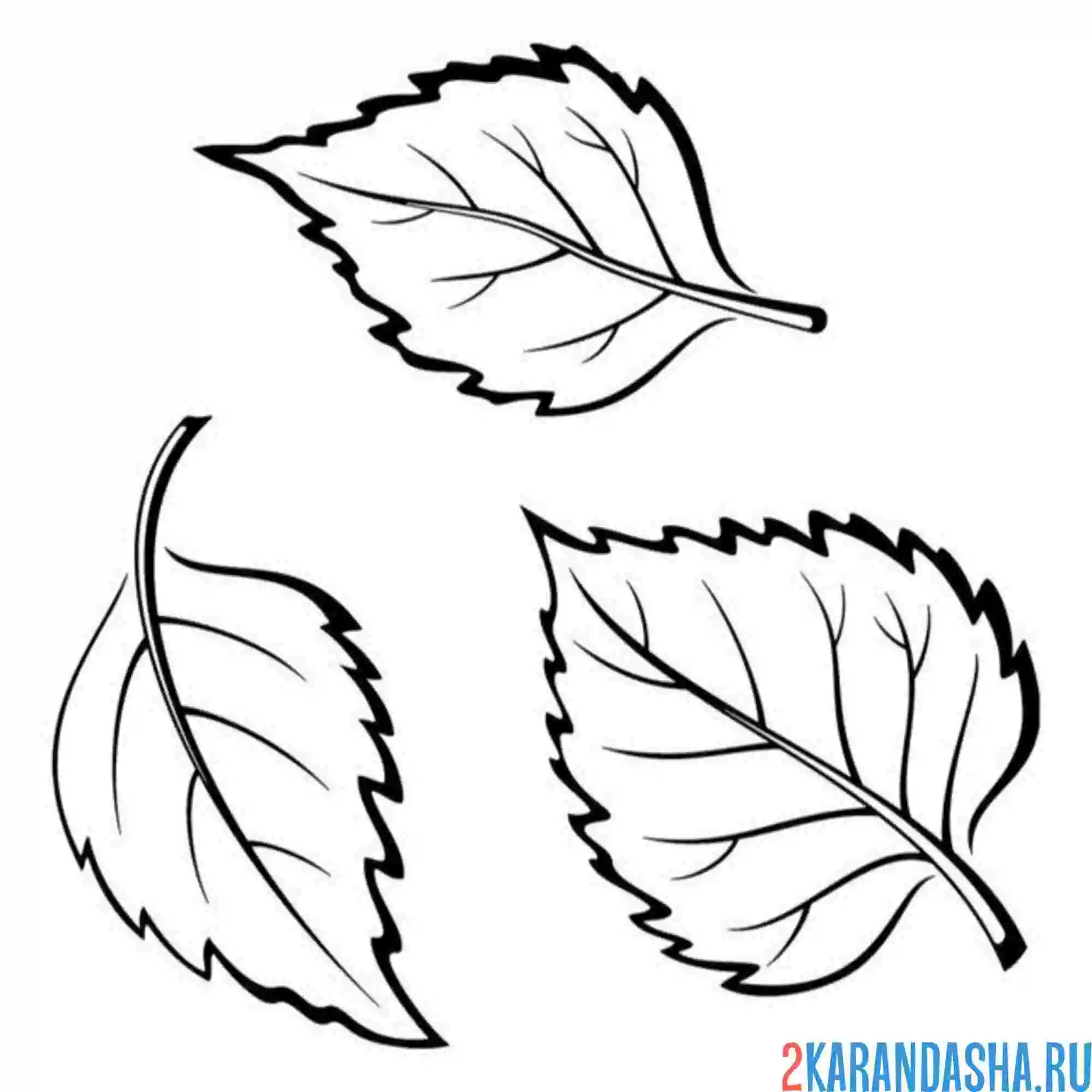 Раскраска три листка березы