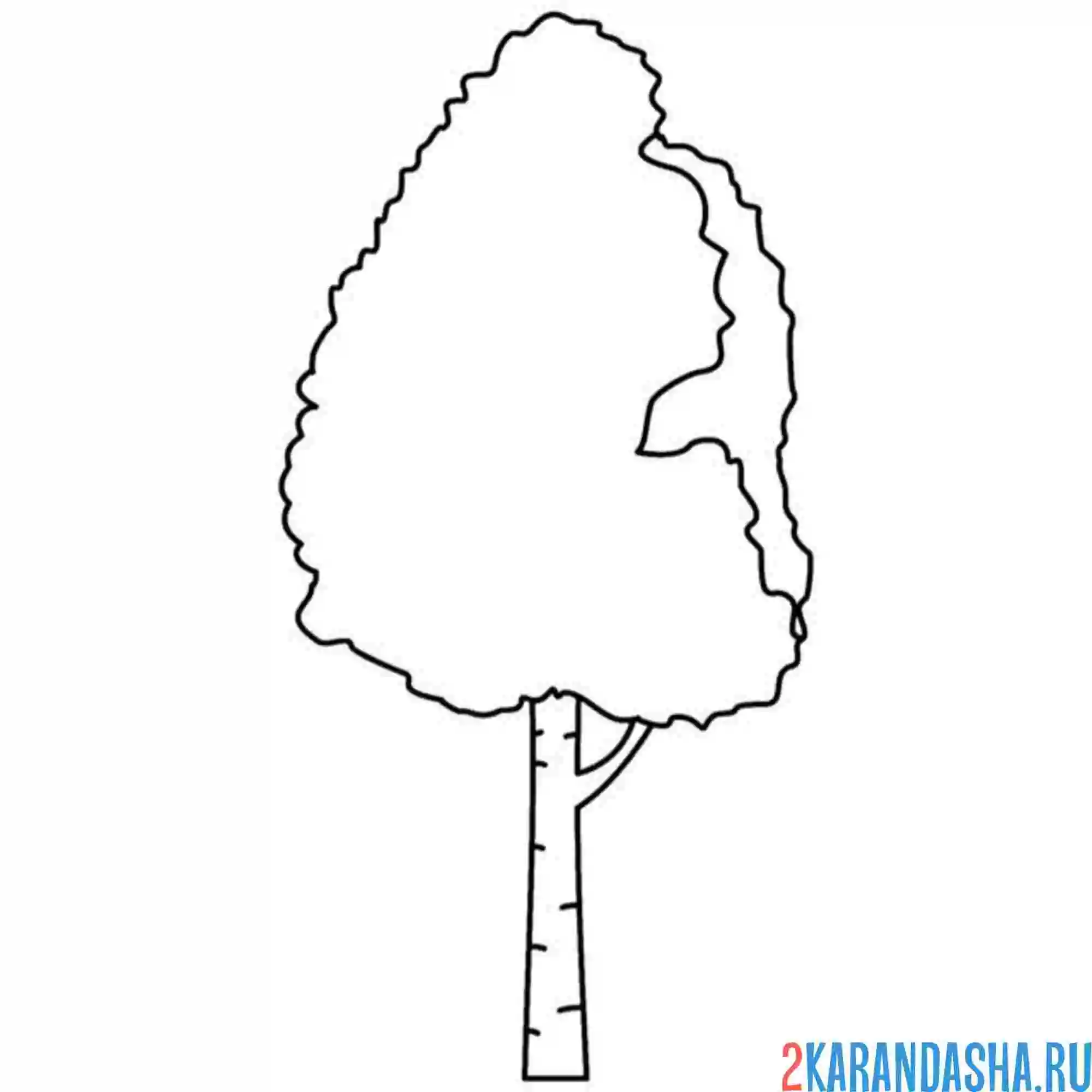 Раскраска простая береза