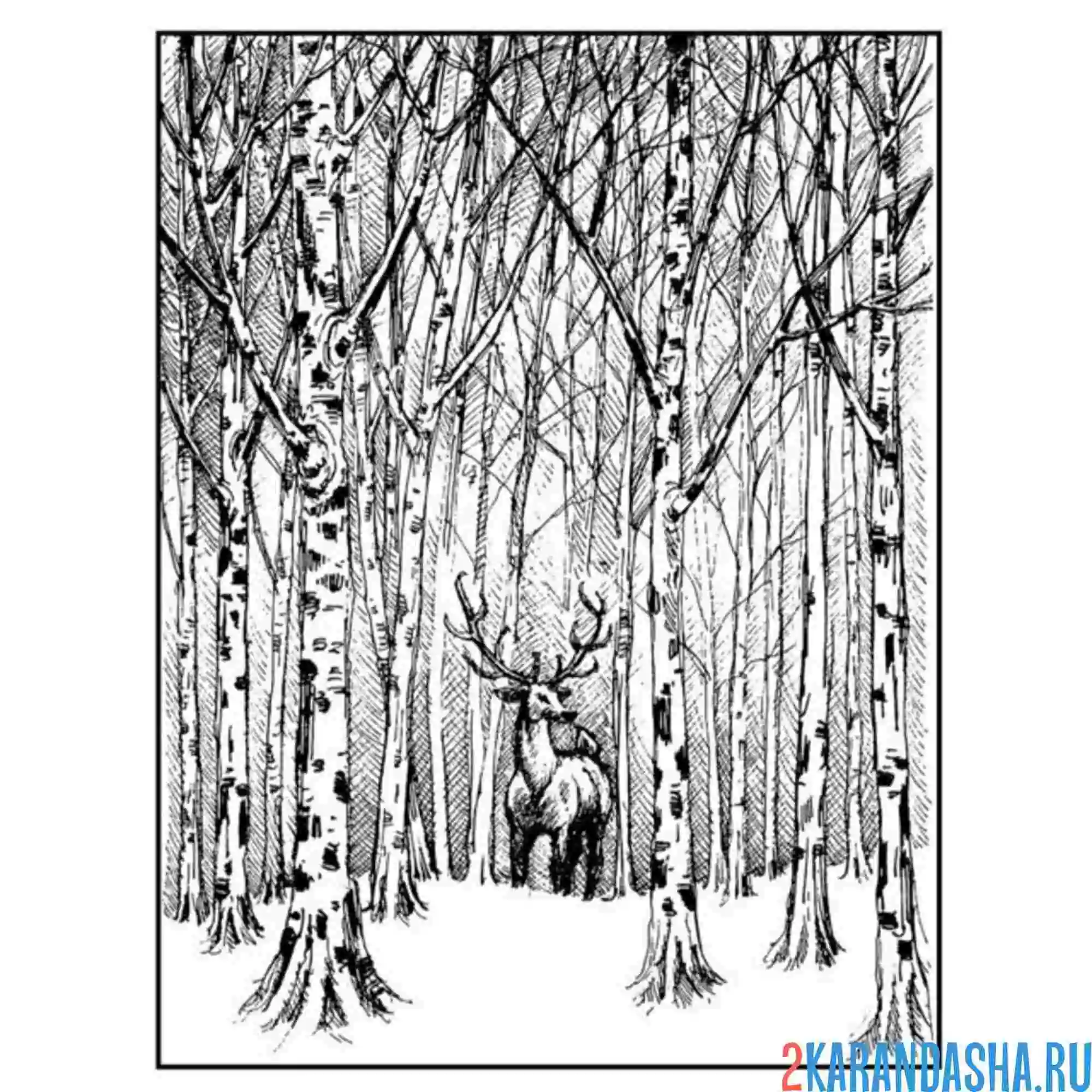 Раскраска олень в березовой роще