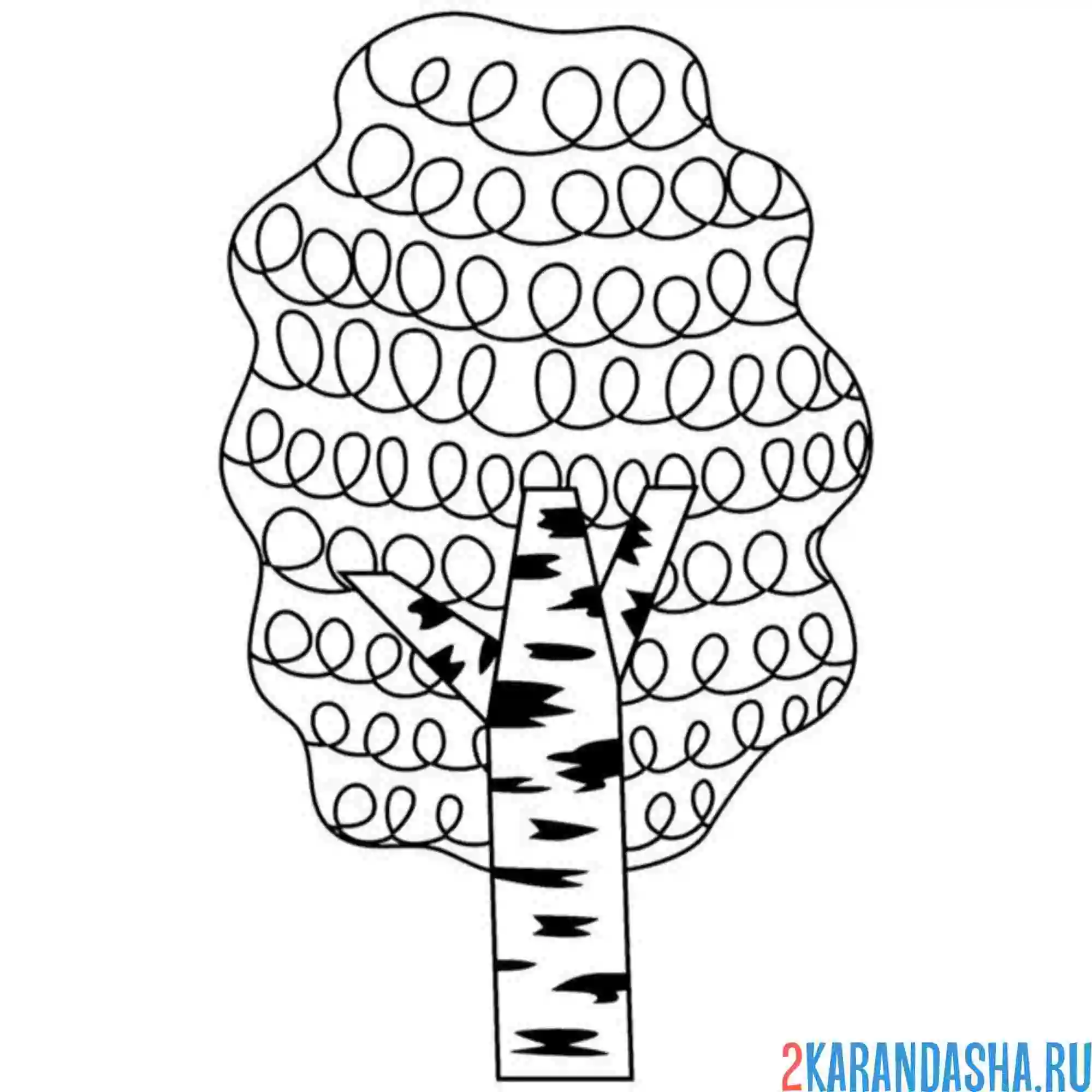 Раскраска кудрявая береза