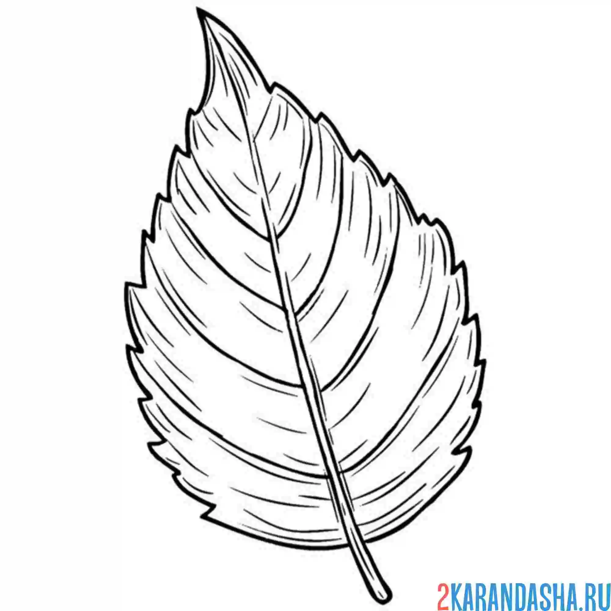 Раскраска красивый лист березы