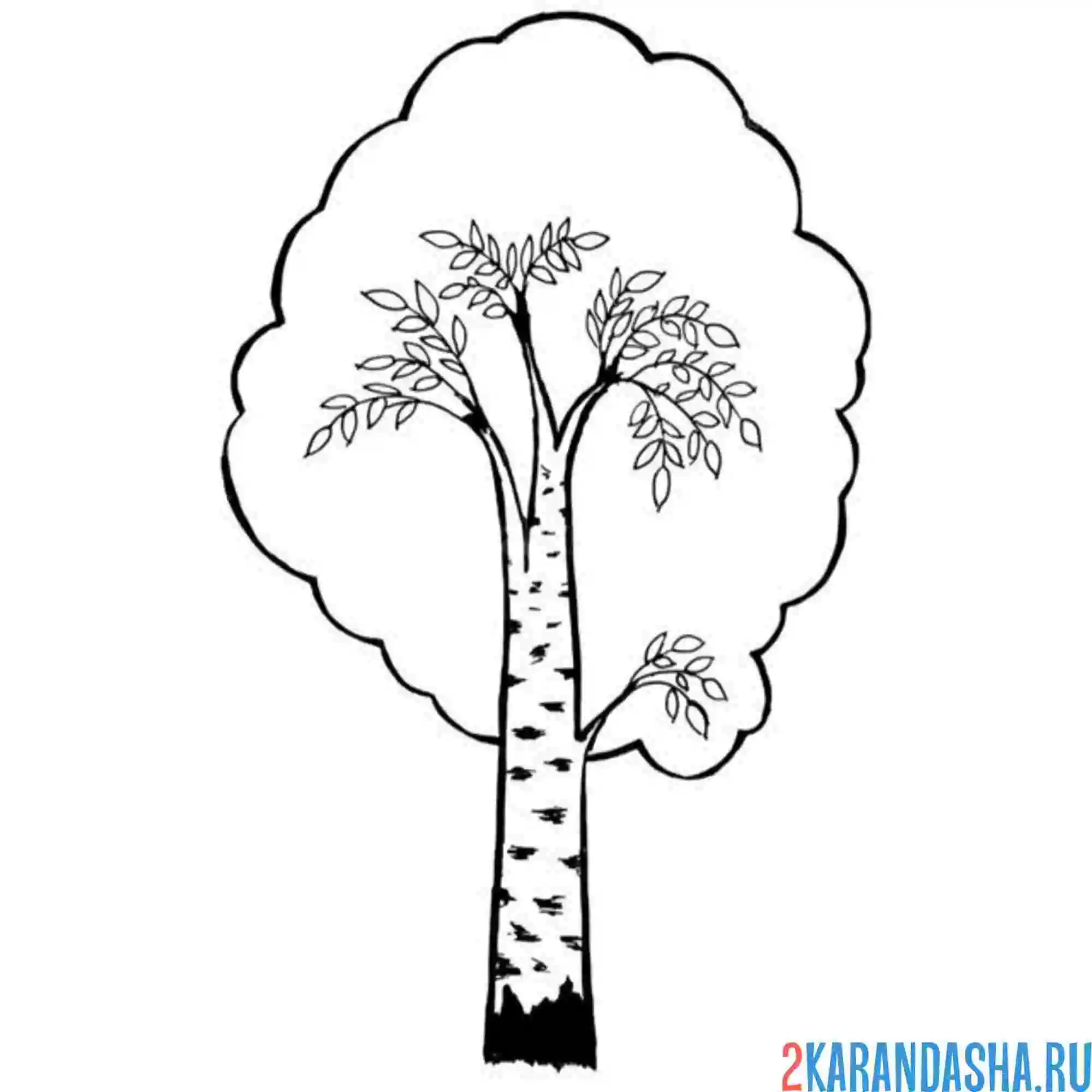 Раскраска крона березы