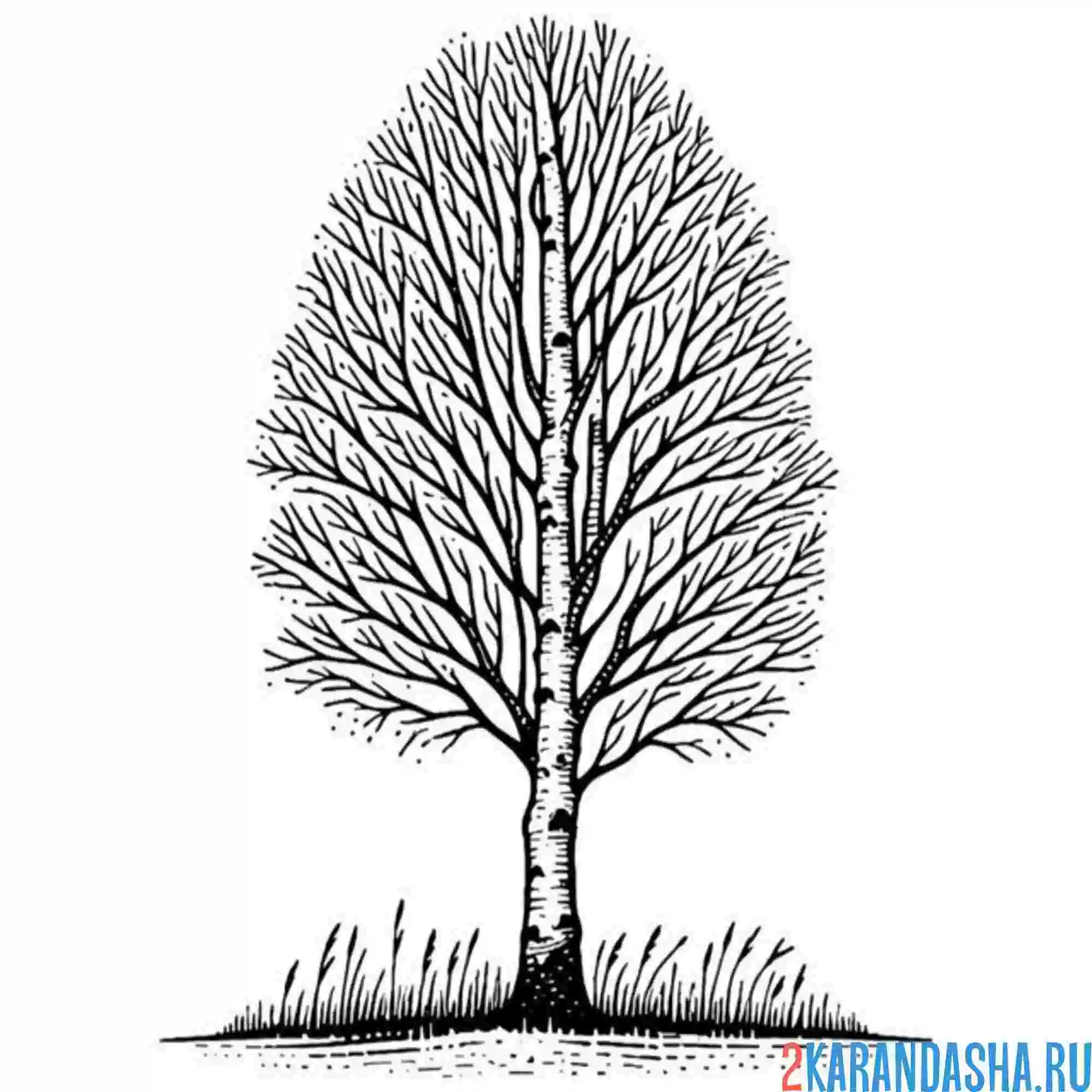 Раскраска береза без листьев
