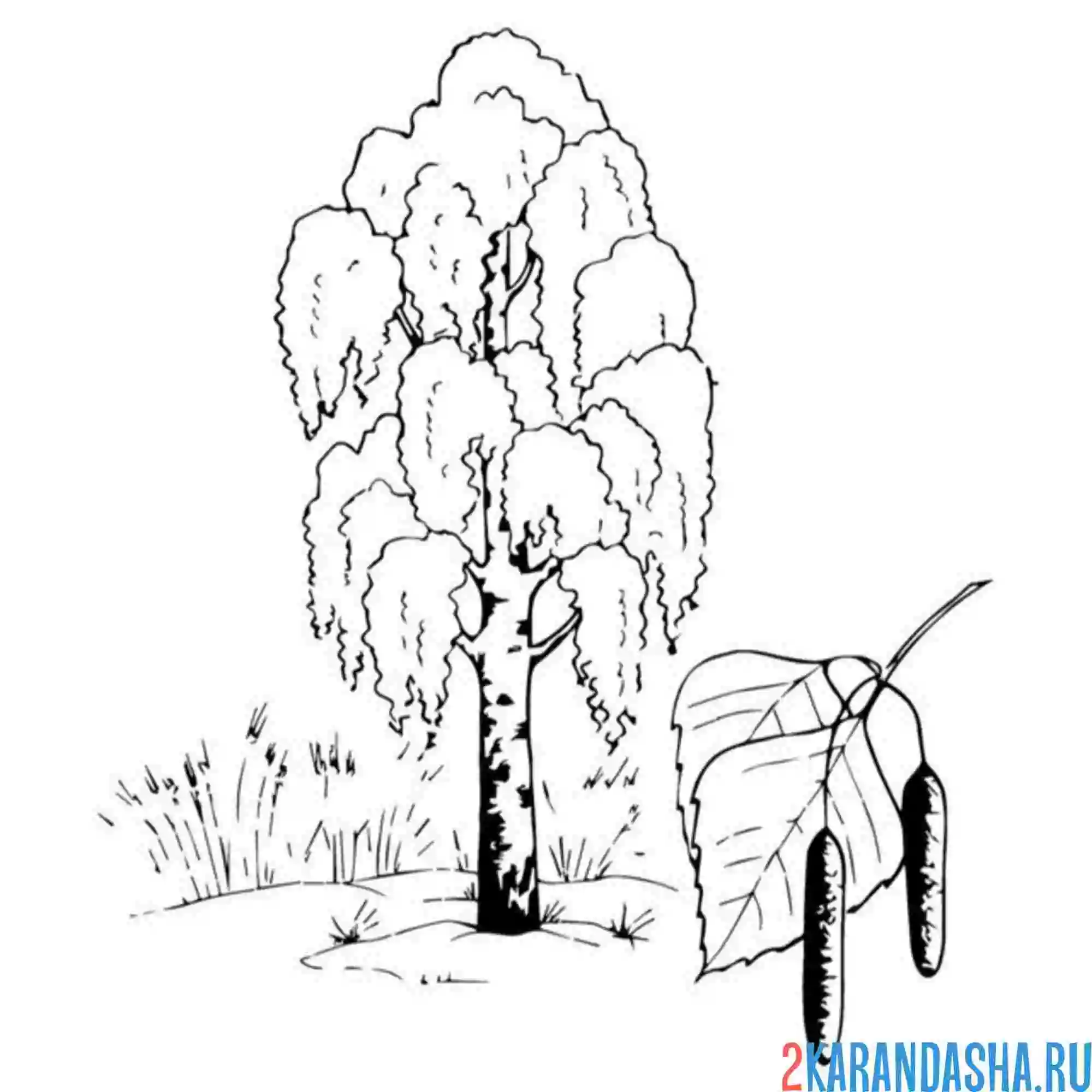 Раскраска березка и листочек