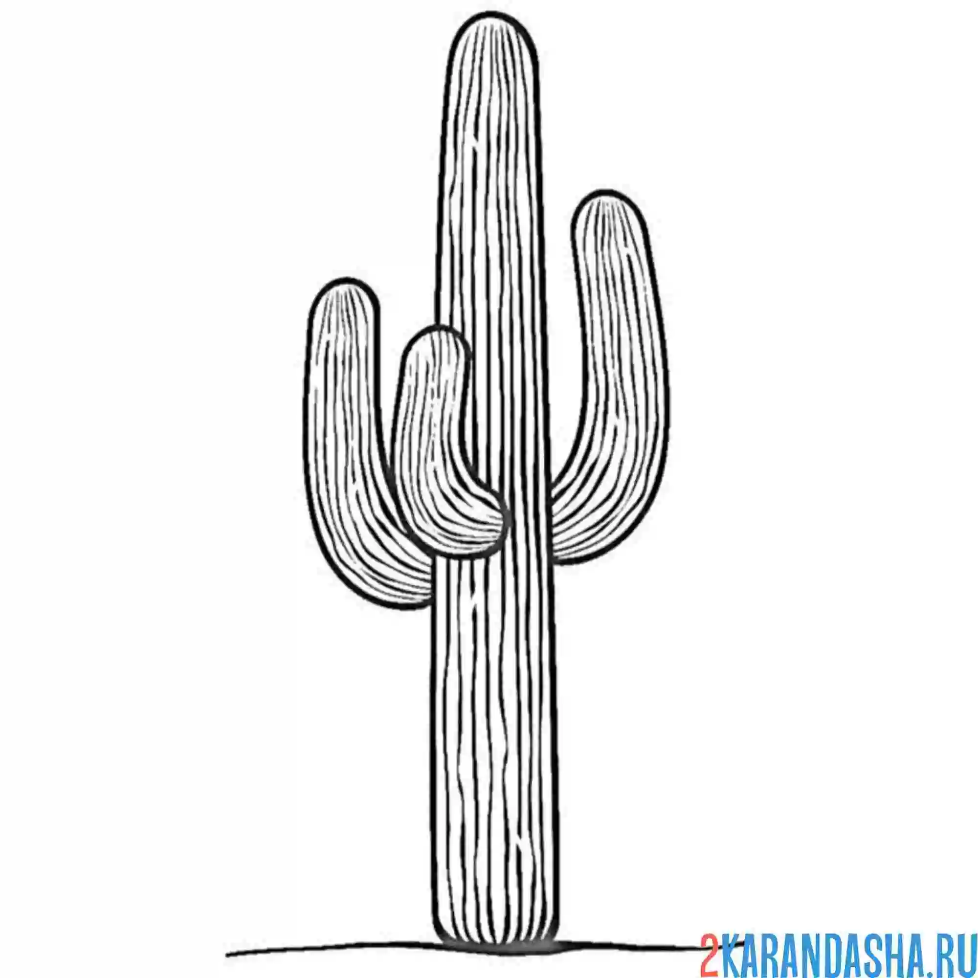 Раскраска большой кактус