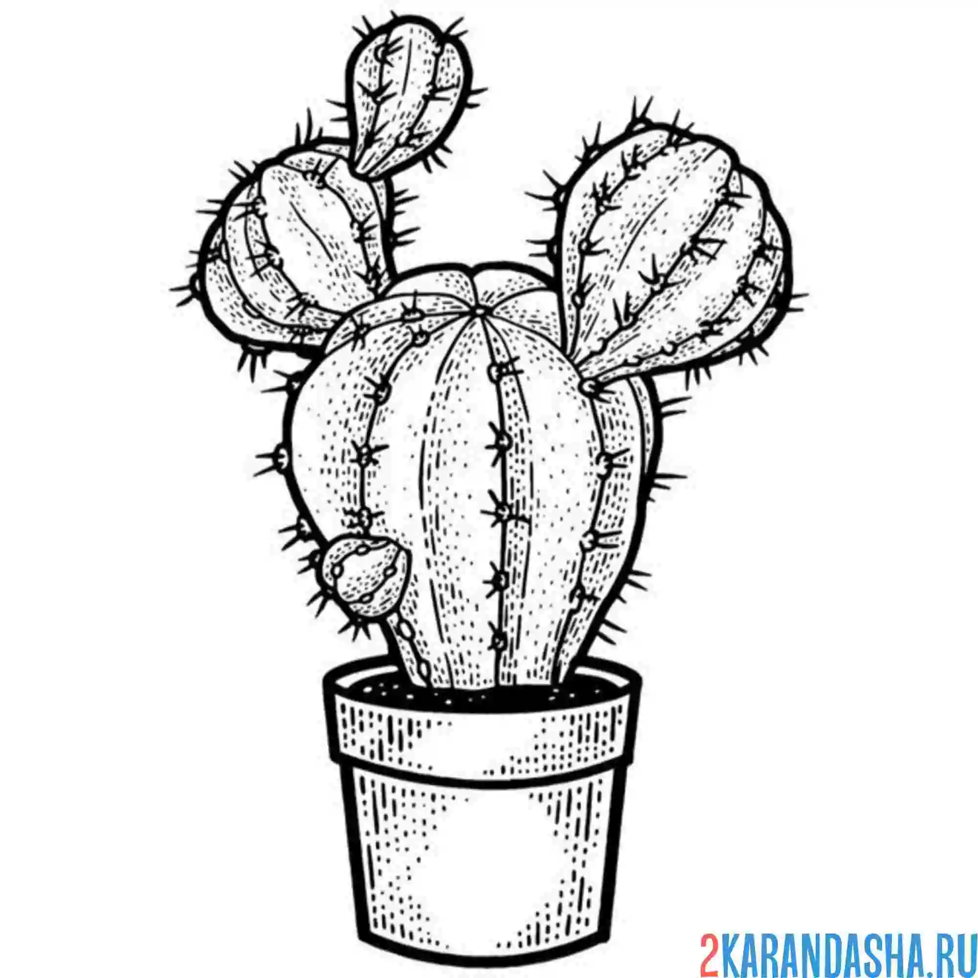 Раскраска кактус комнатный