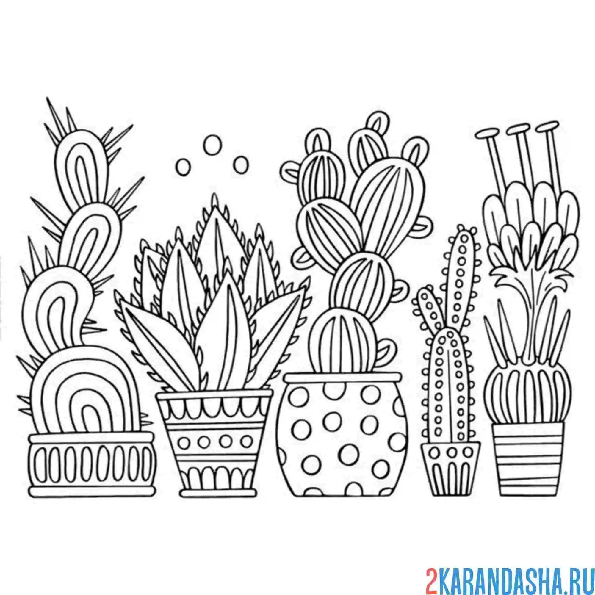 Раскраска кактусы и суккуленты