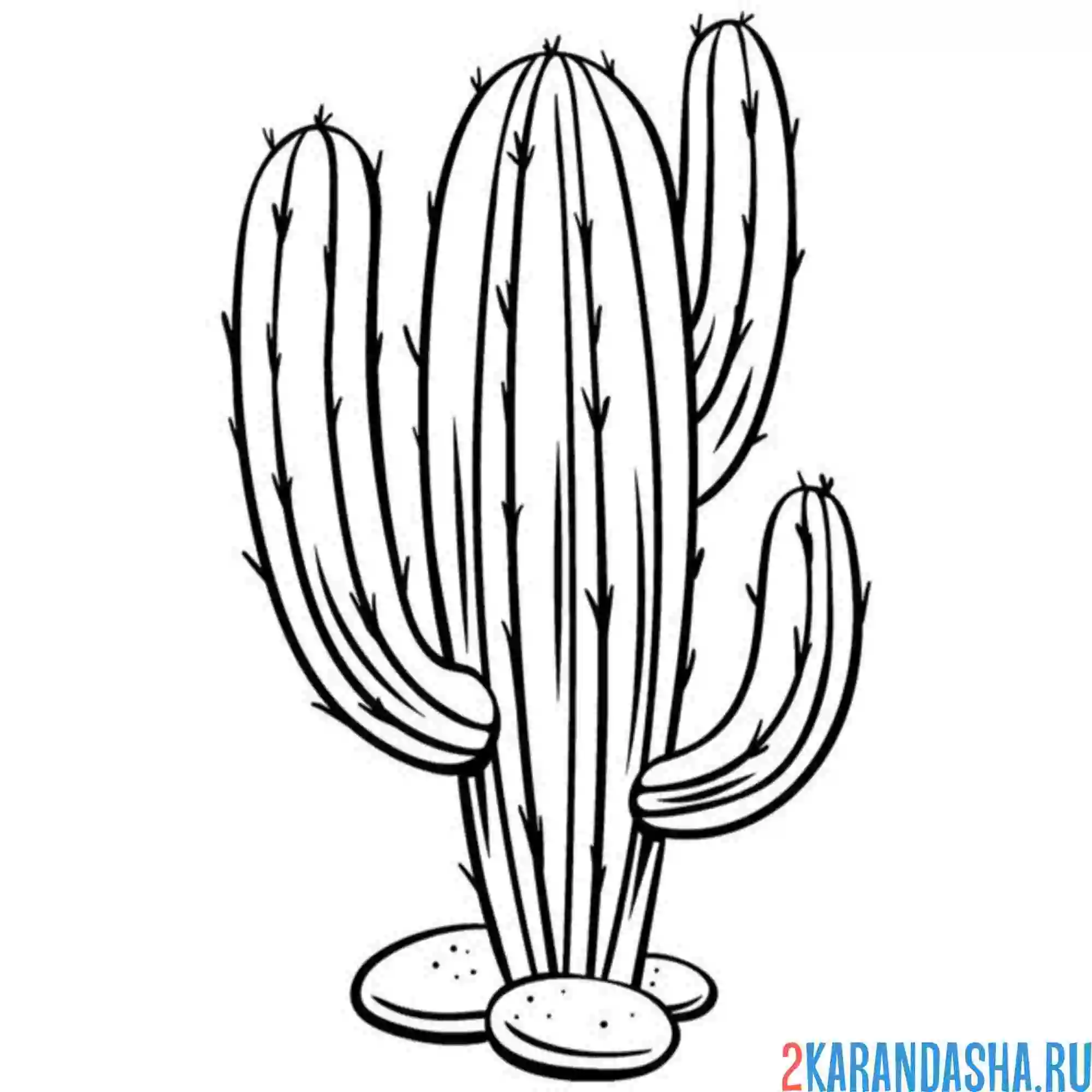 Раскраска большой дикий кактус