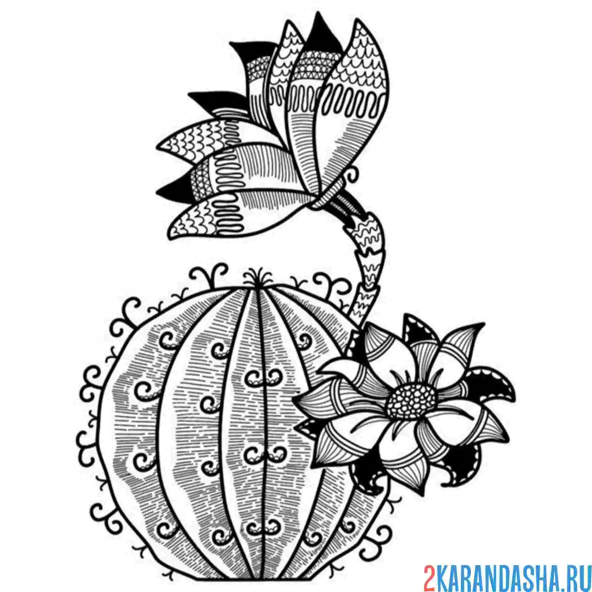 Раскраска цветок цветущий кактус