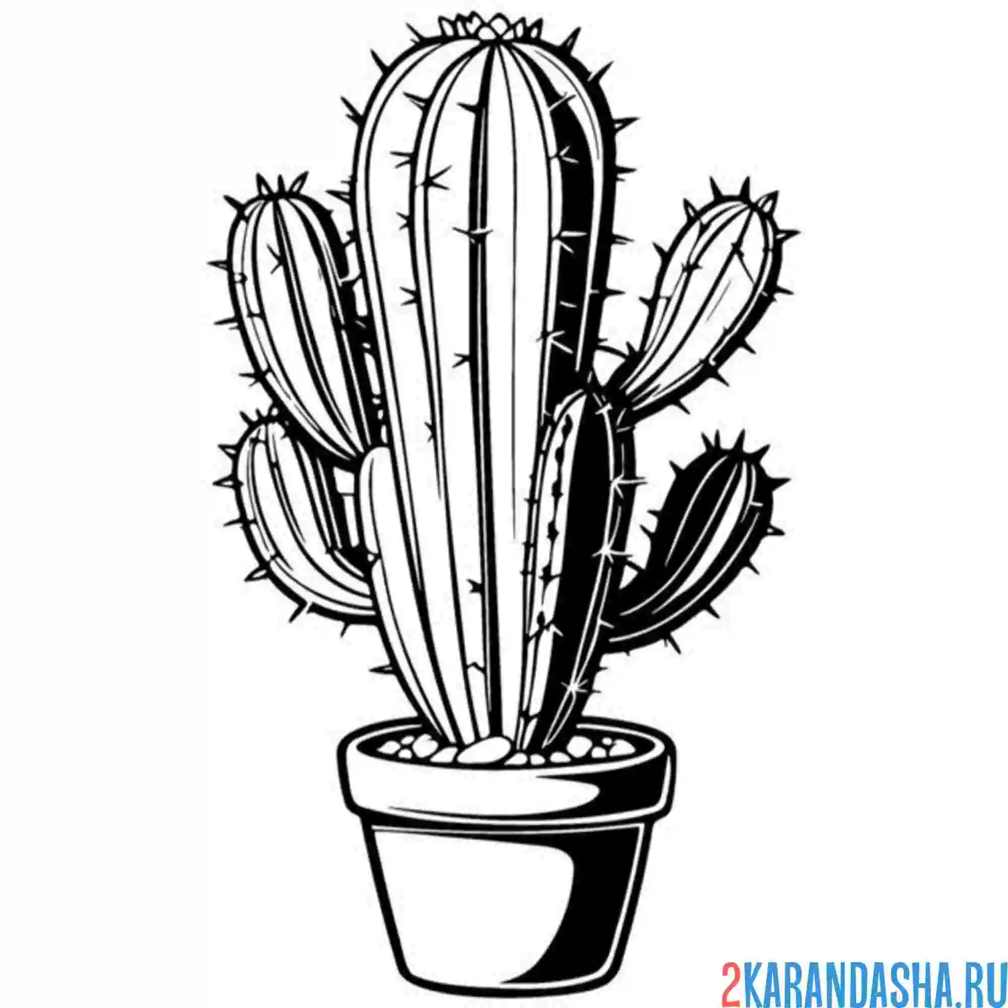 Раскраска большой кактус комнатный