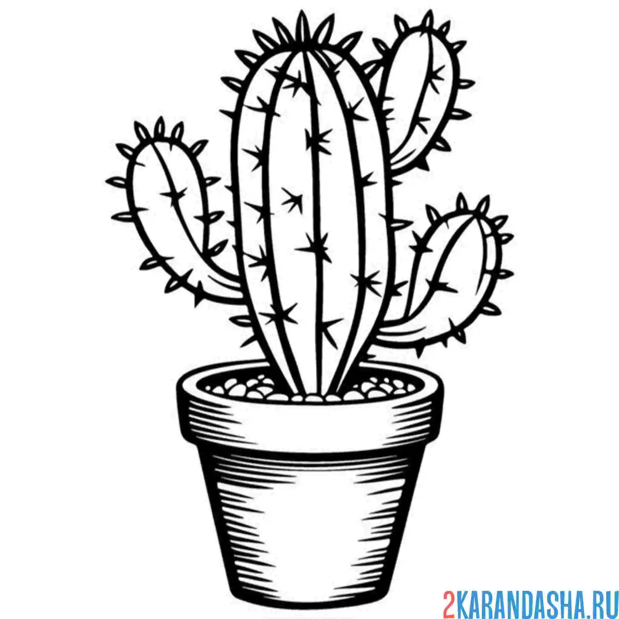Раскраска колючий кактус в горшке