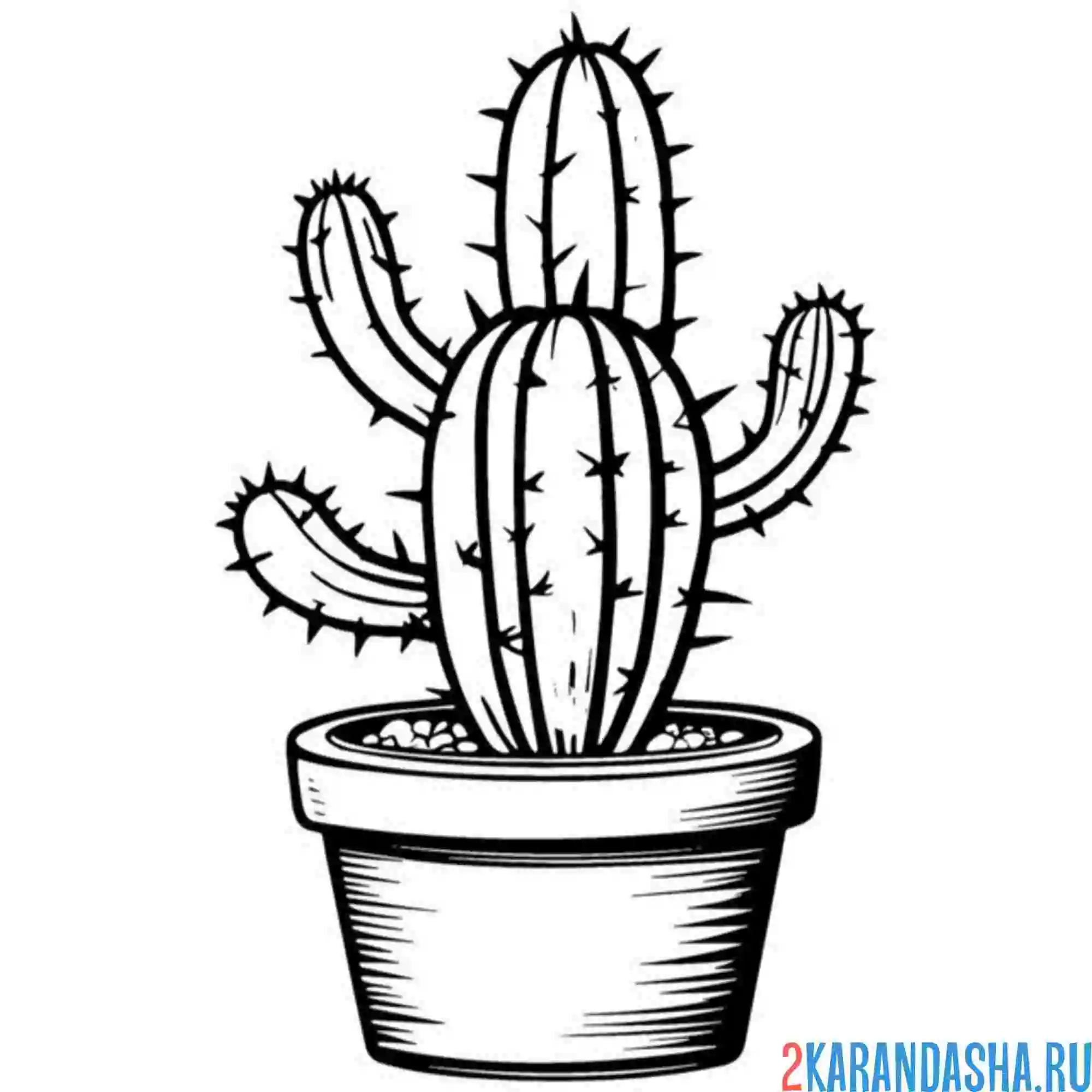 Раскраска кактус колючий домашний