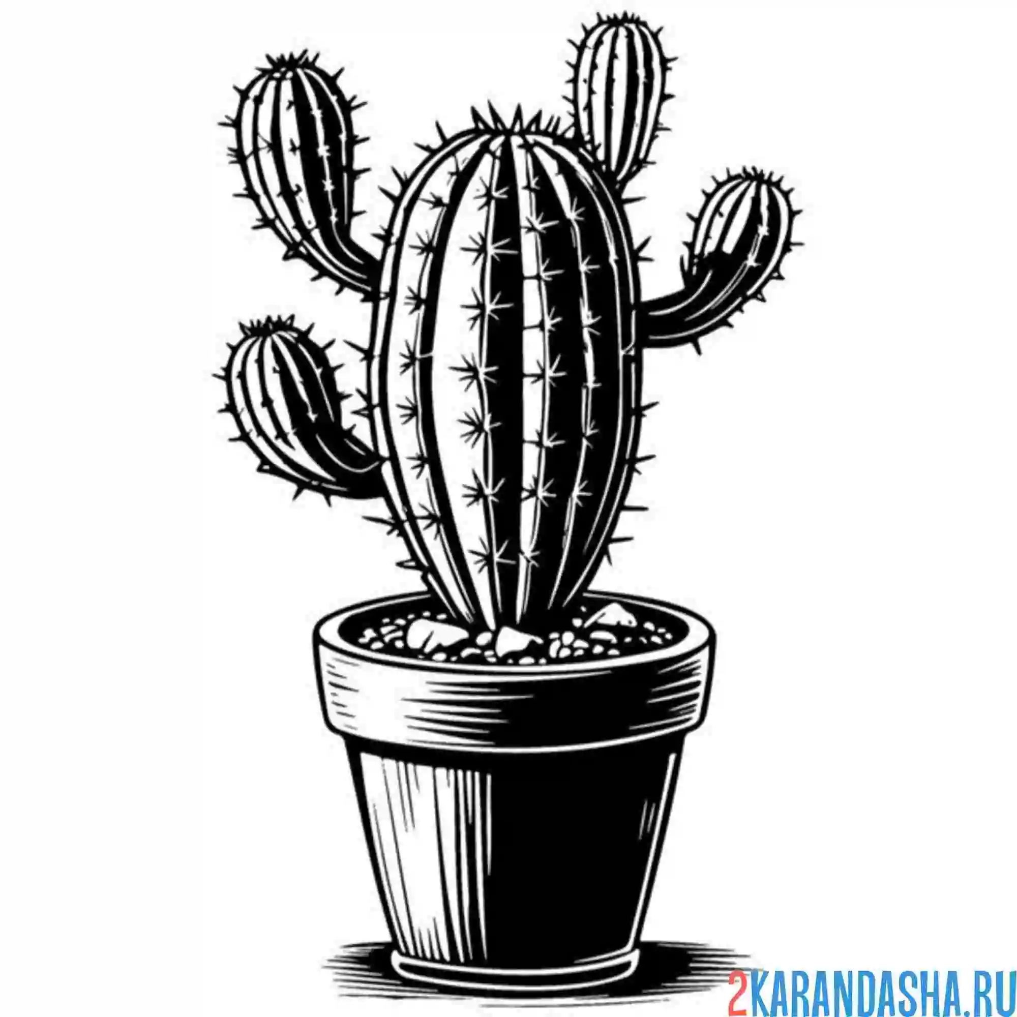 Раскраска кактус дал отросток