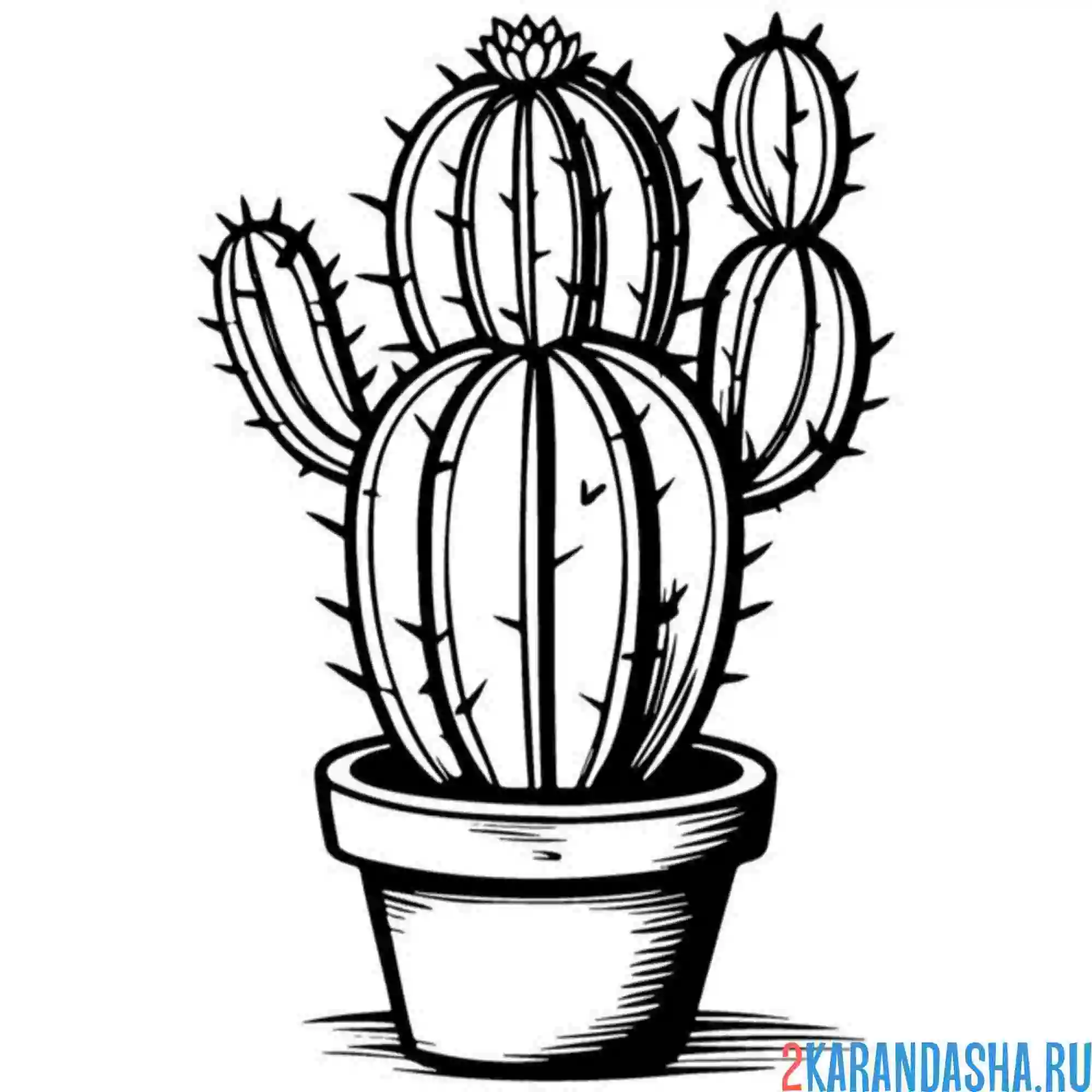 Раскраска кактусы с отростками