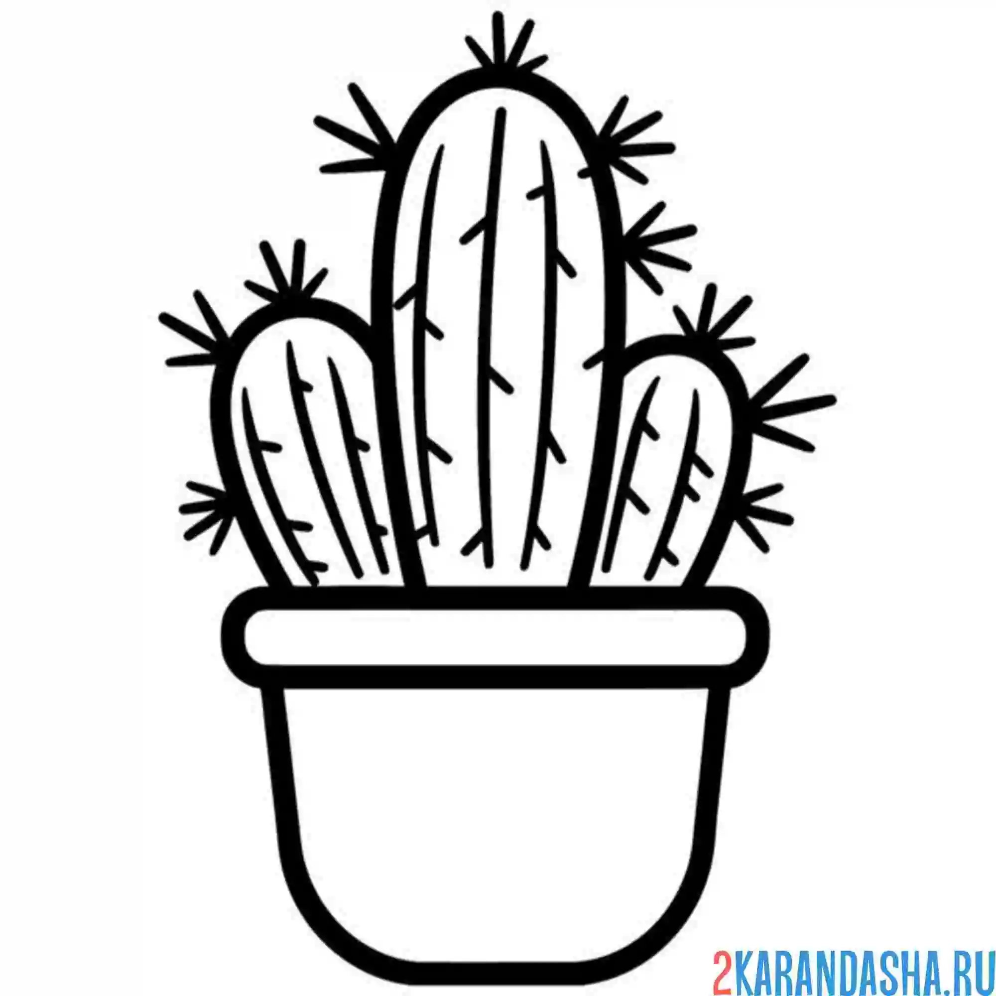 Раскраска колючие кактусы