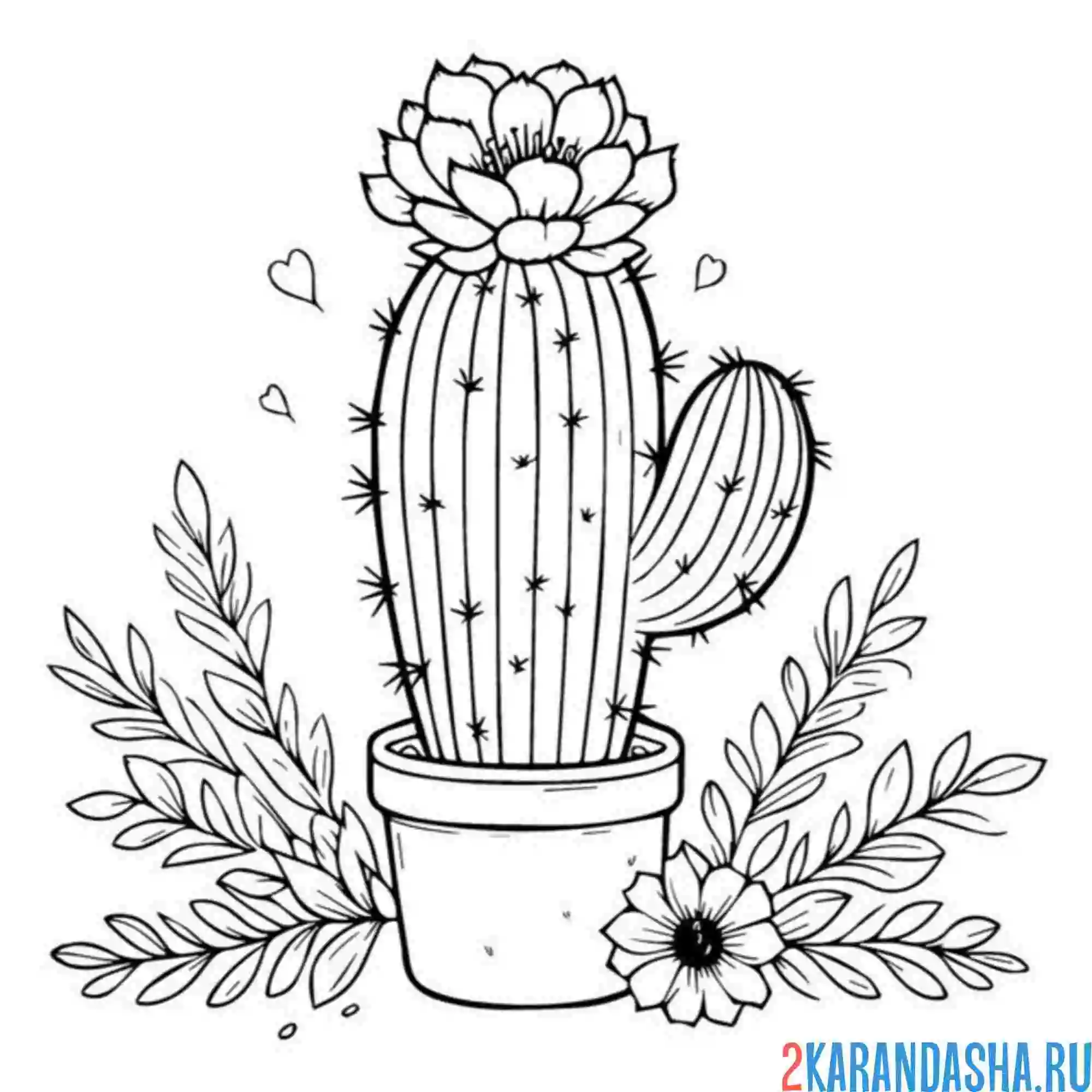 Раскраска цветущий кактус в горшочке