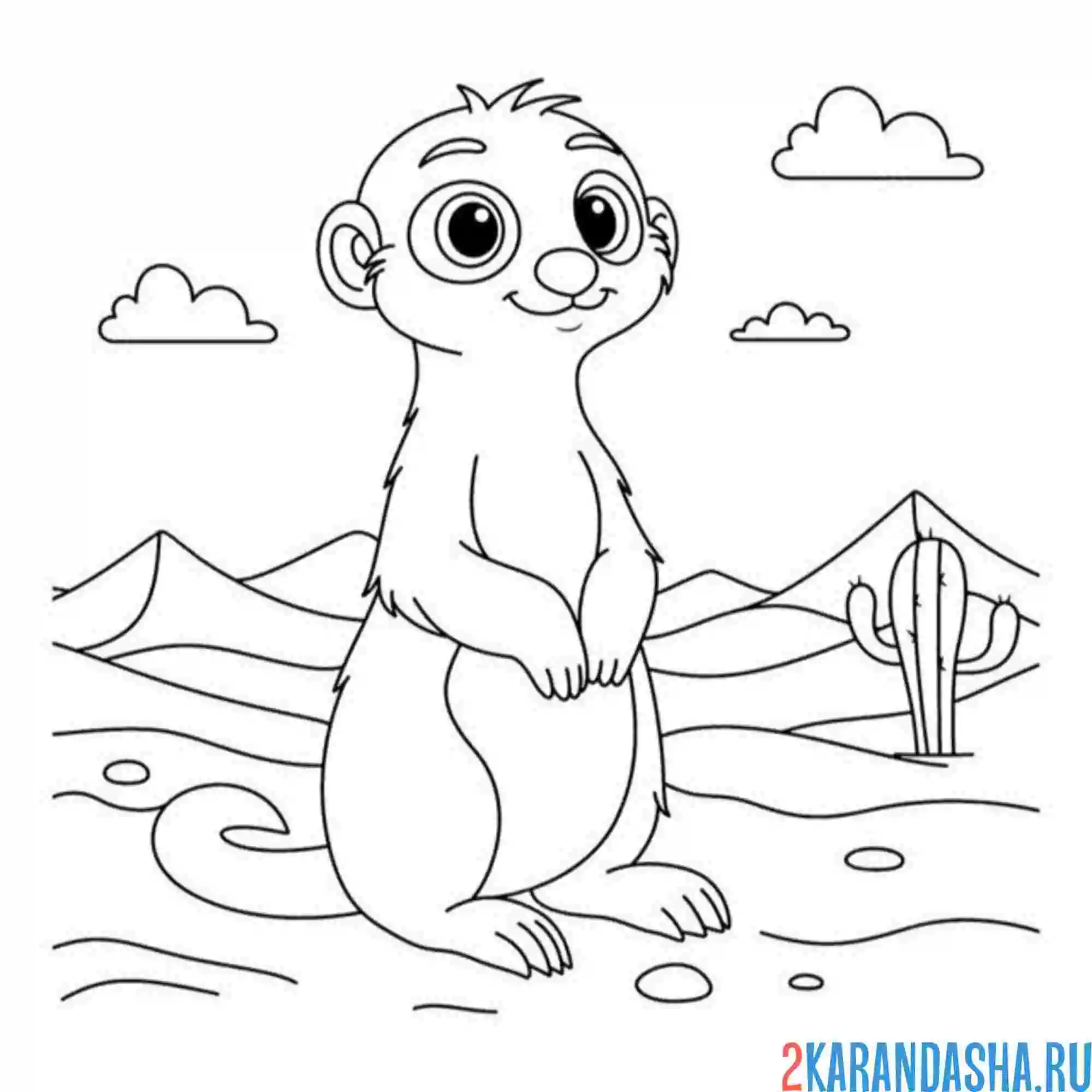 Раскраска сурикат или суслик