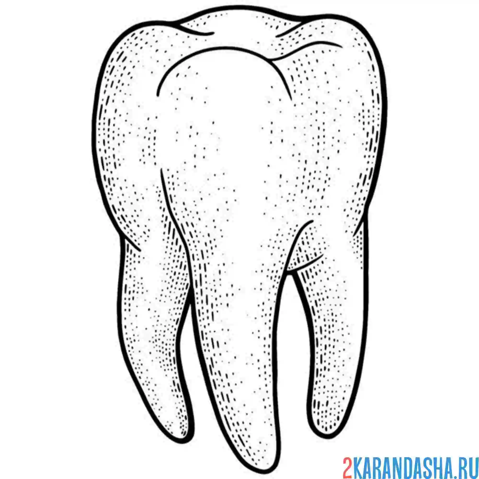 Раскраска фото зуба