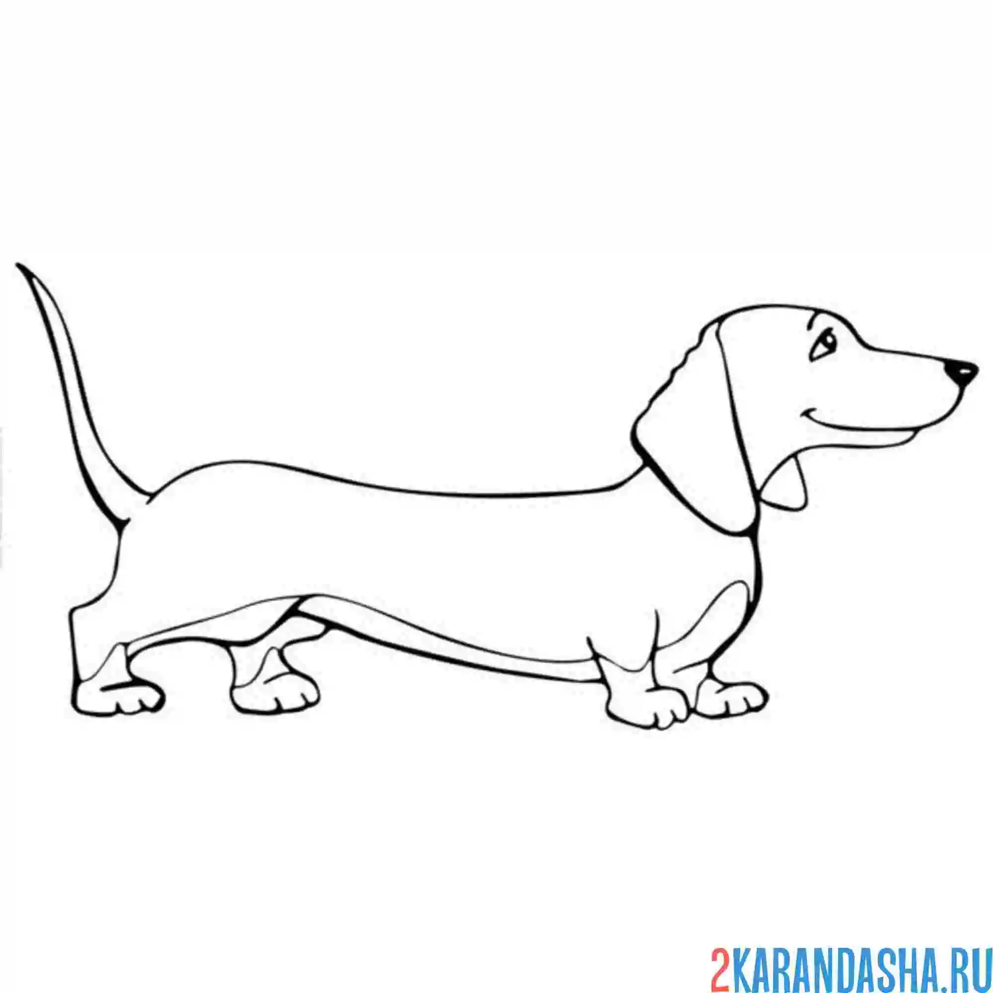 Раскраска такса собака