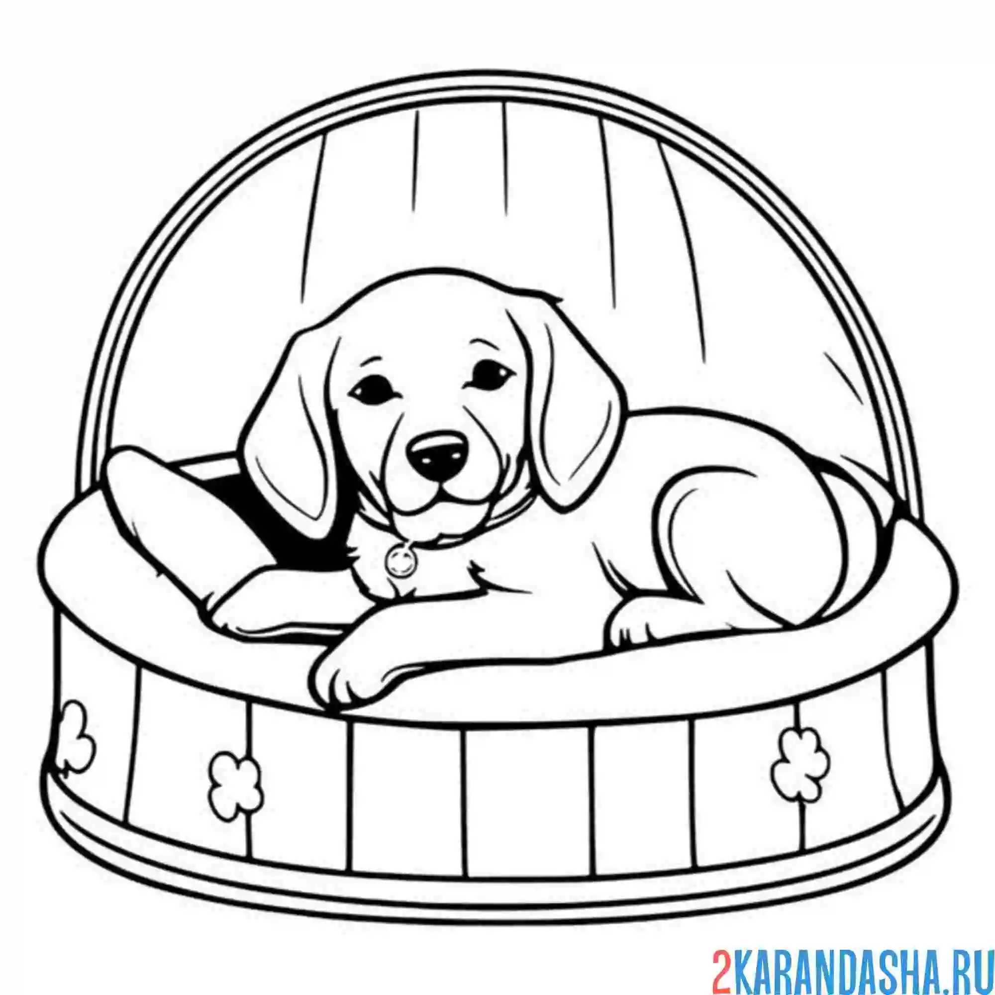 Раскраска щенок такса в лежанке