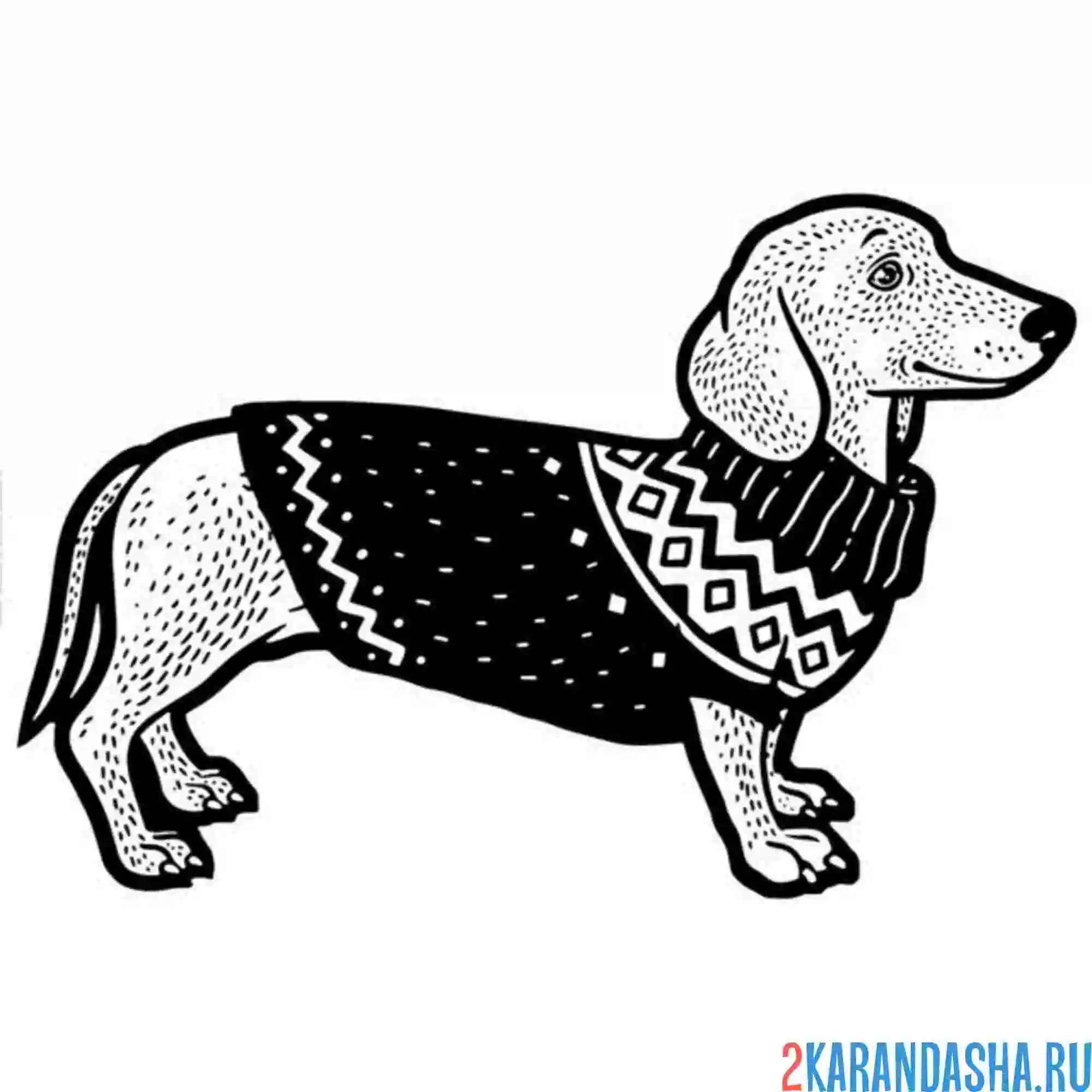 Раскраска такса в свитере