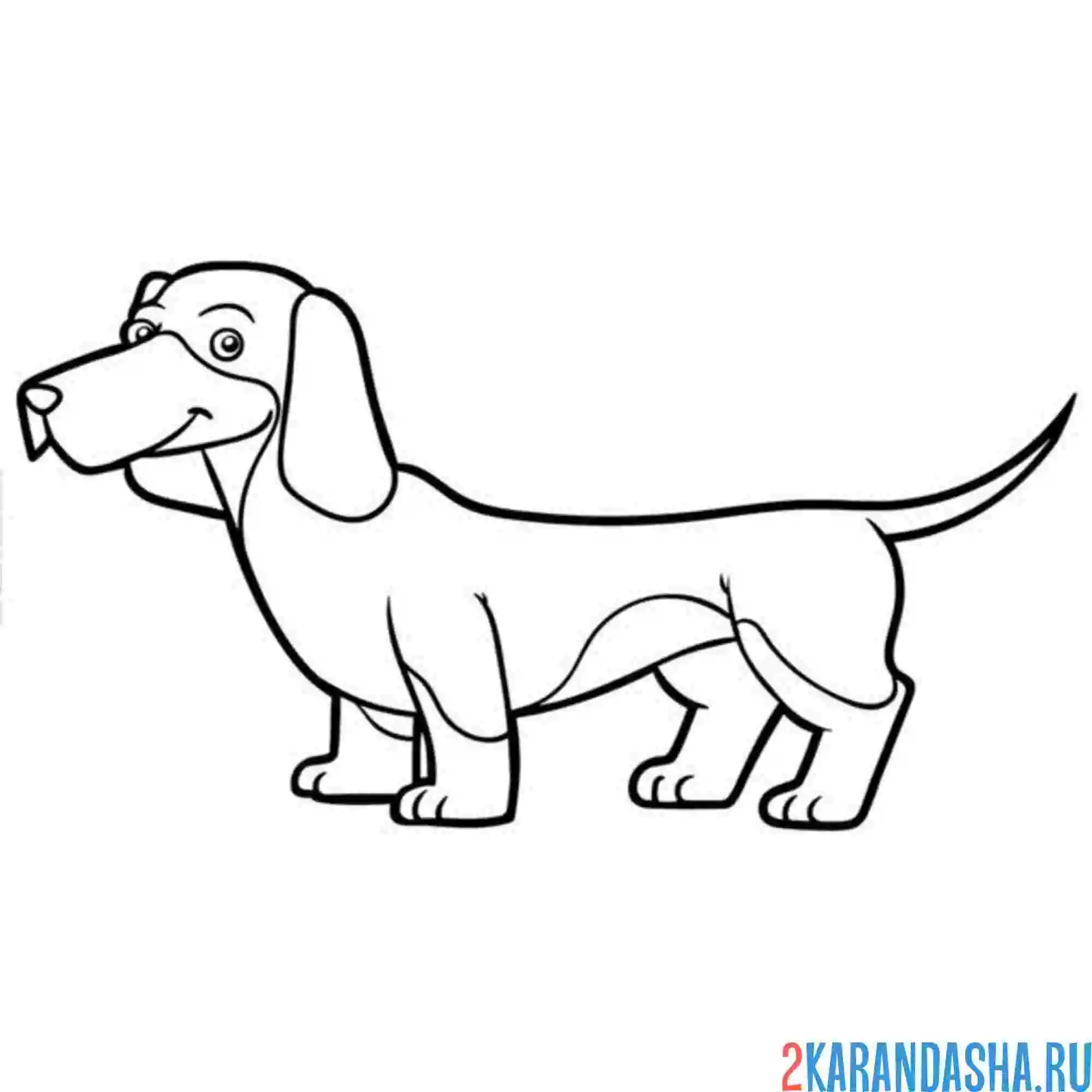 Раскраска такса мальчик