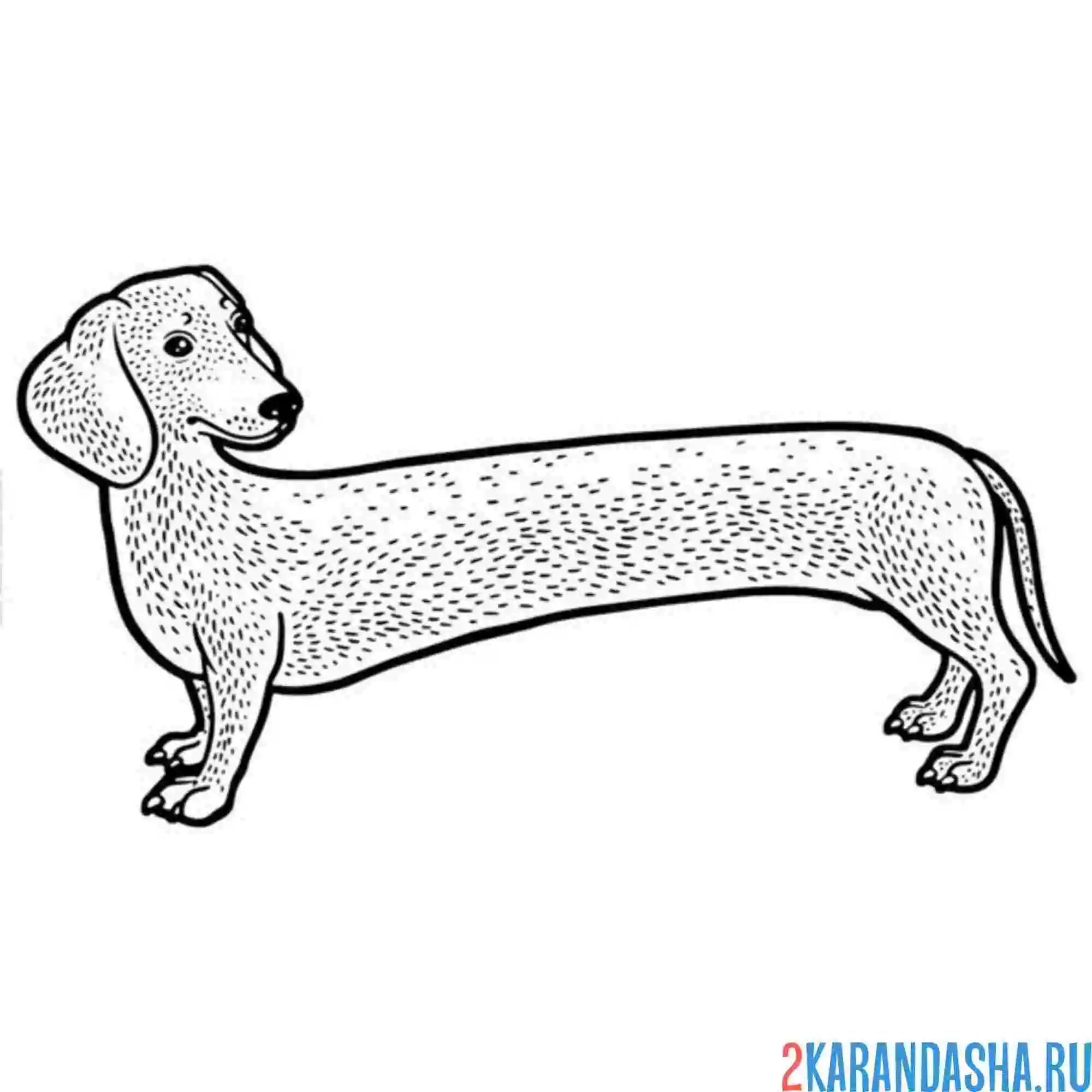 Раскраска такса длинная