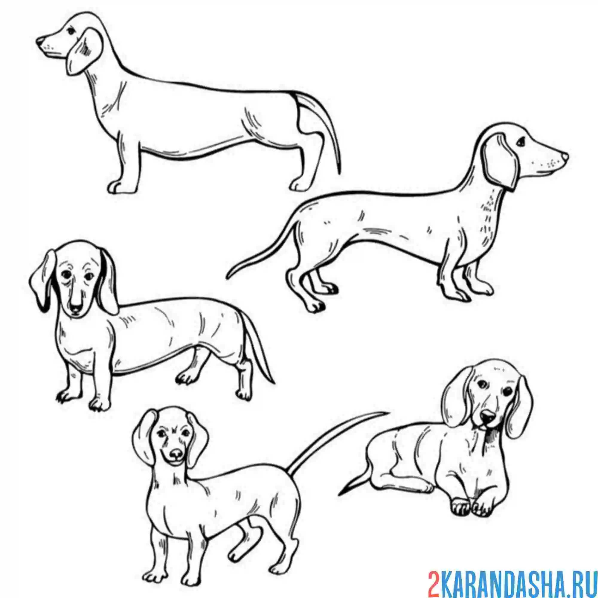 Раскраска такса разная