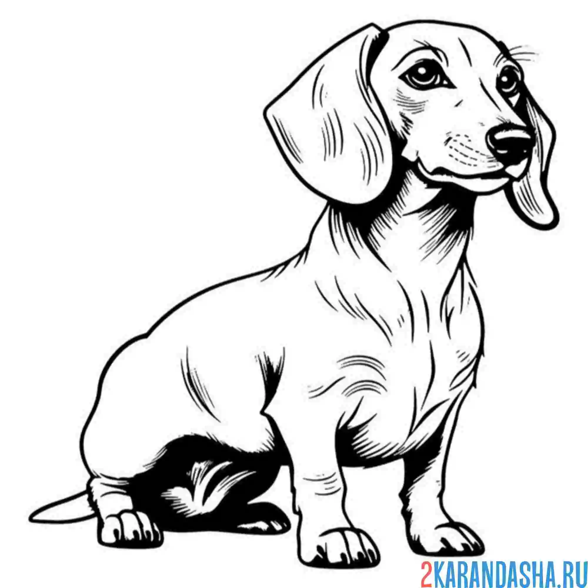 Раскраска красивая такса