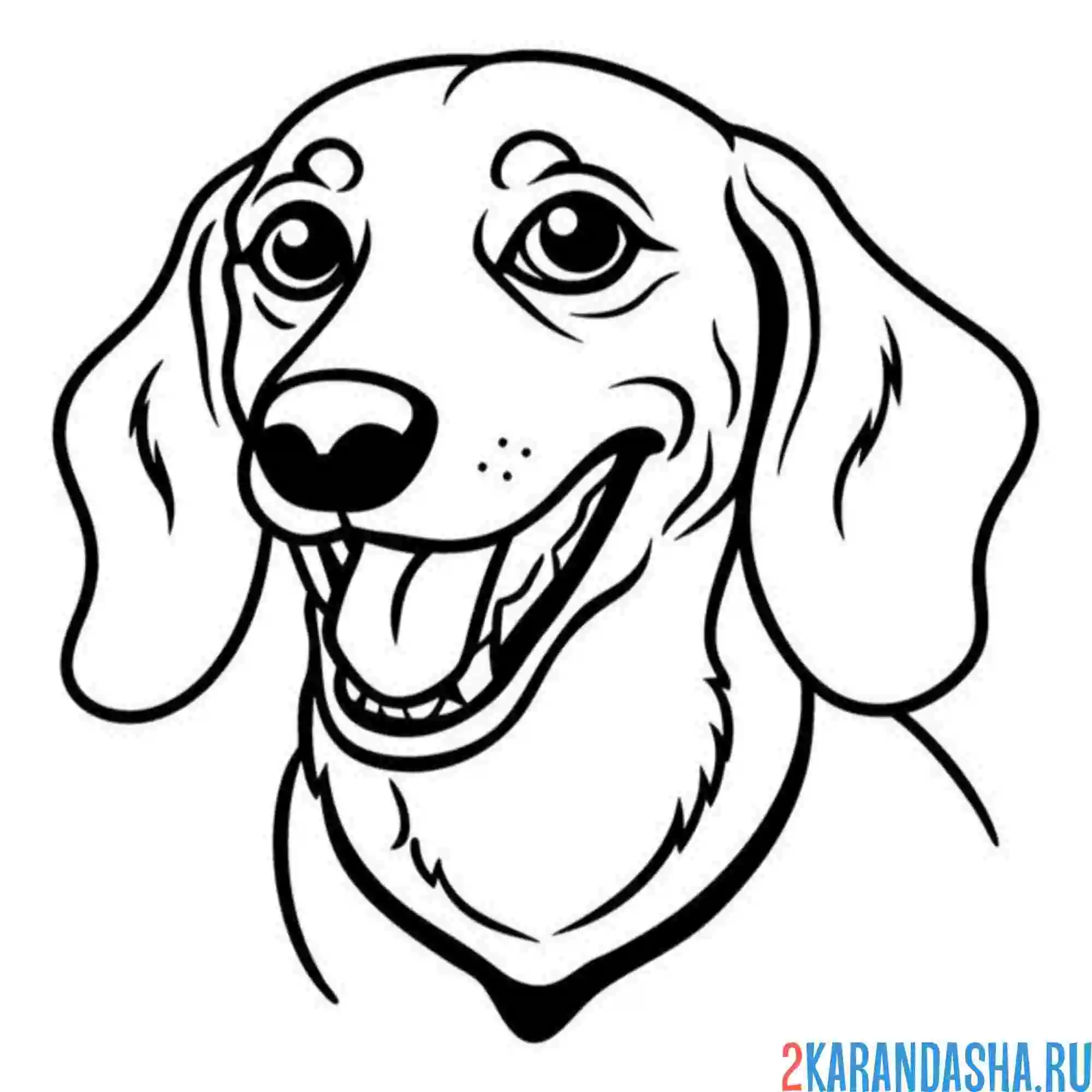 Раскраска голова таксы