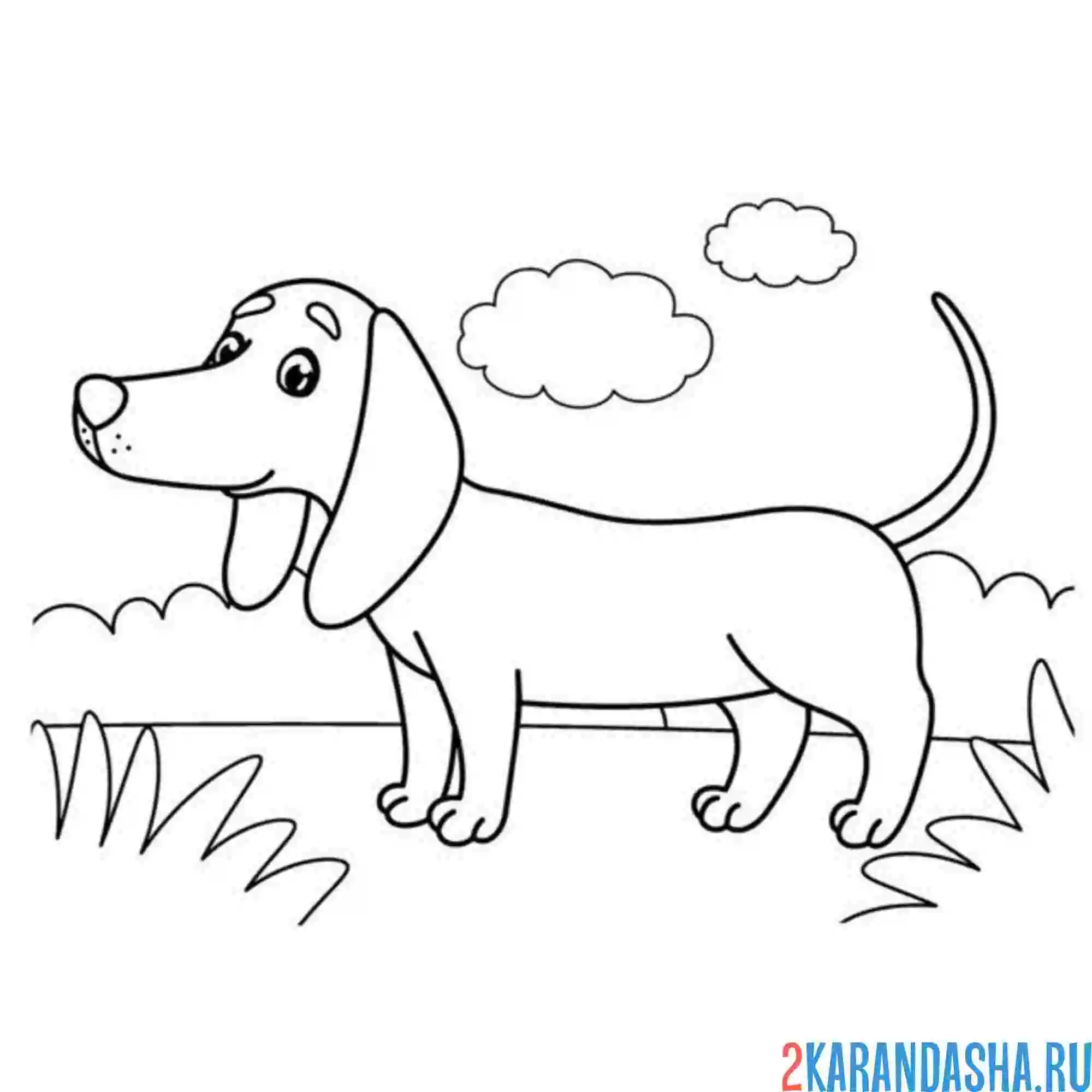 Раскраска такса на улице