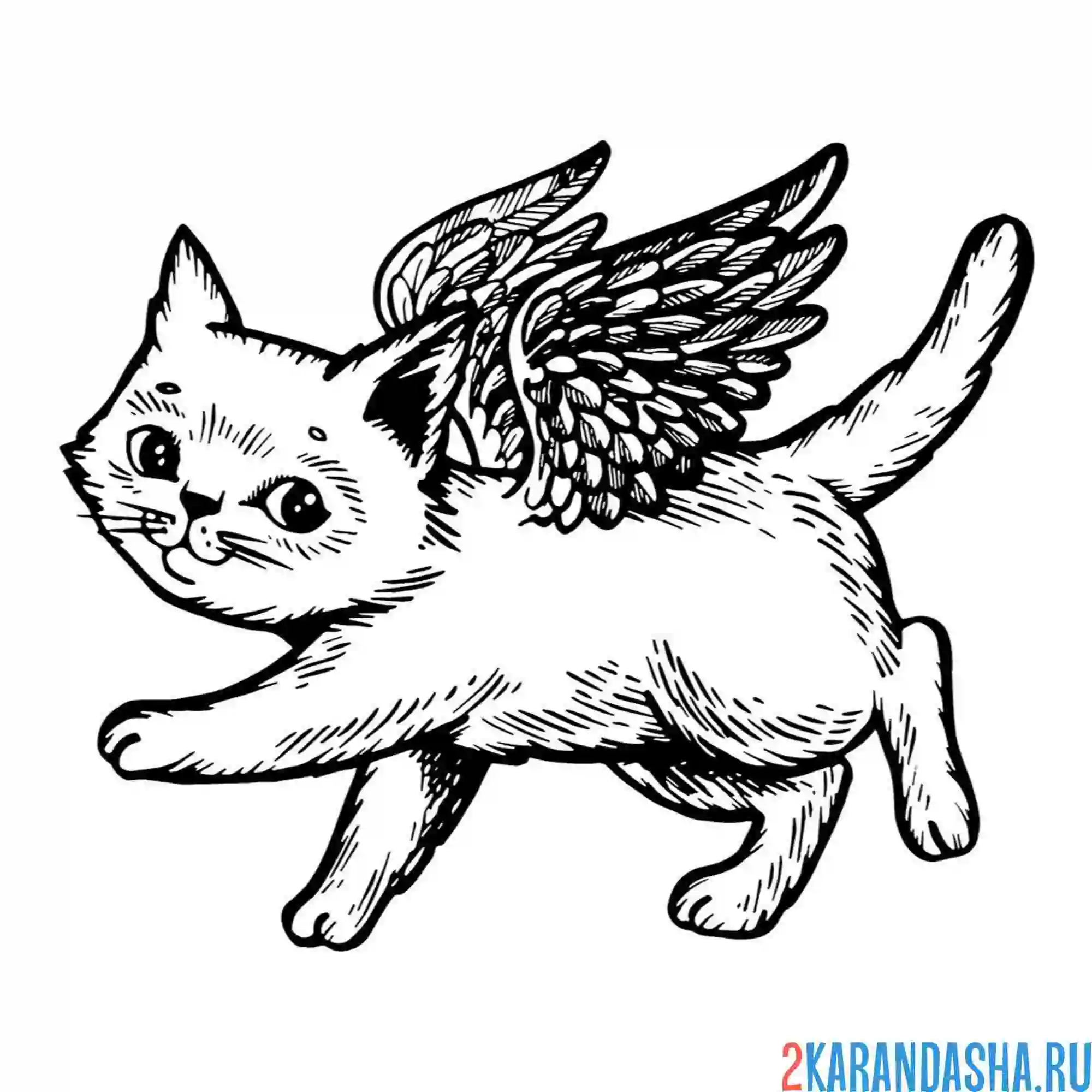 Раскраска котик-амур