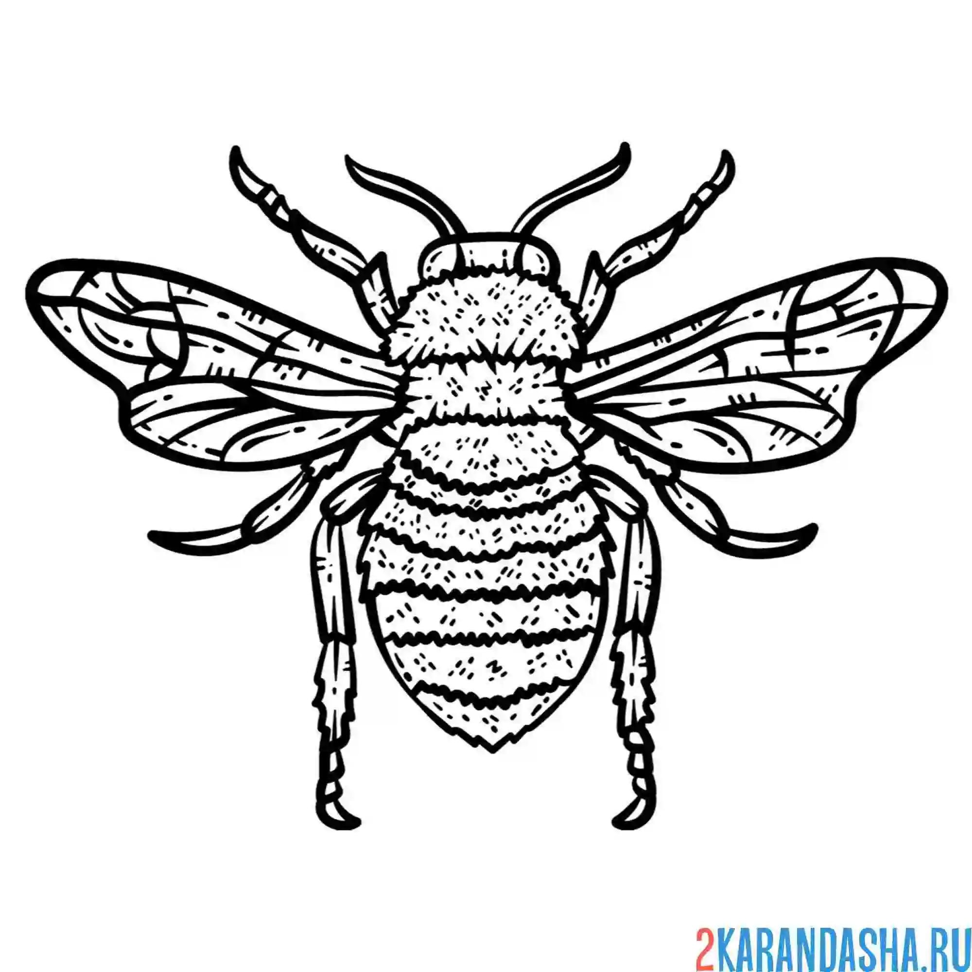 Раскраска большая пчела антистресс