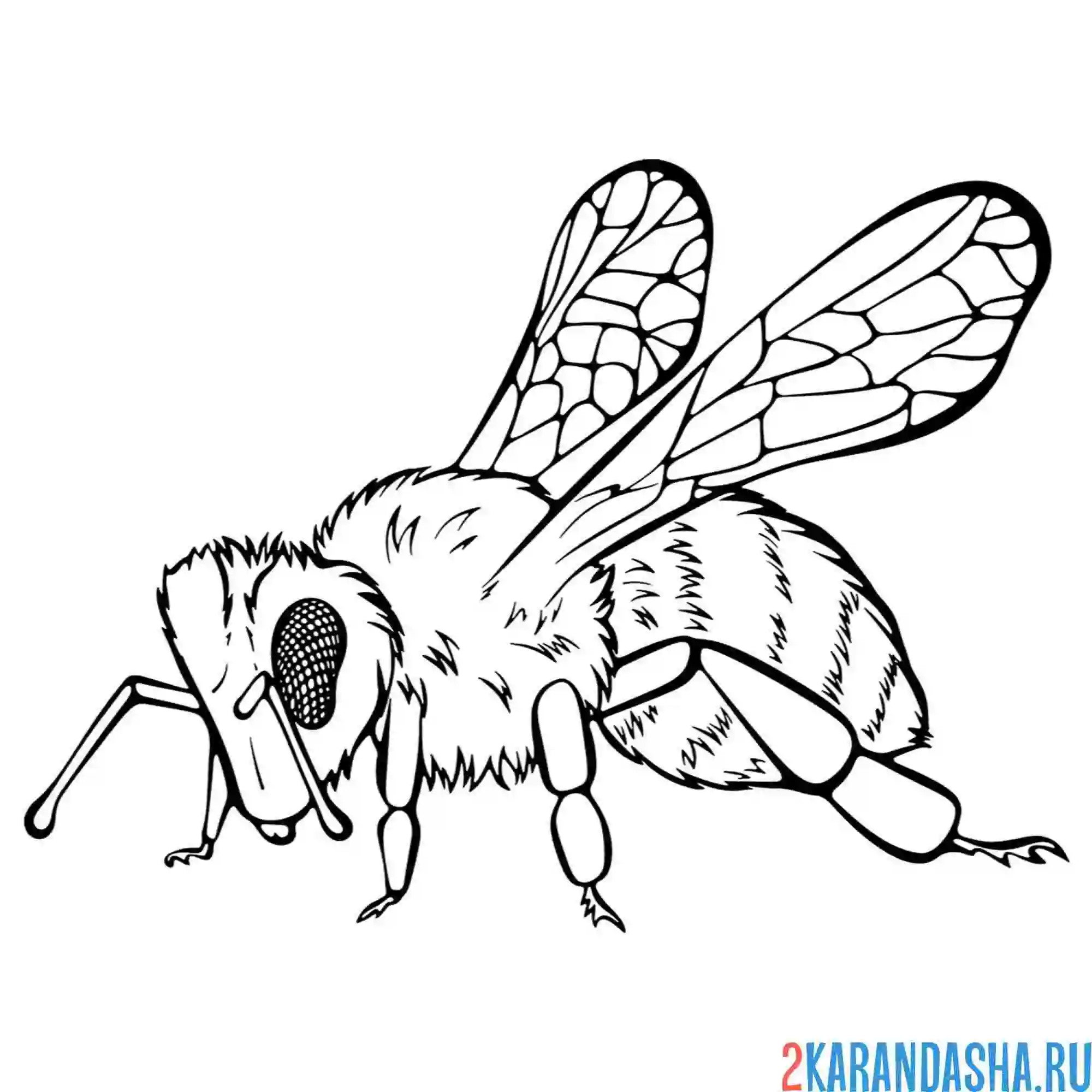 Раскраска пчела сбоку