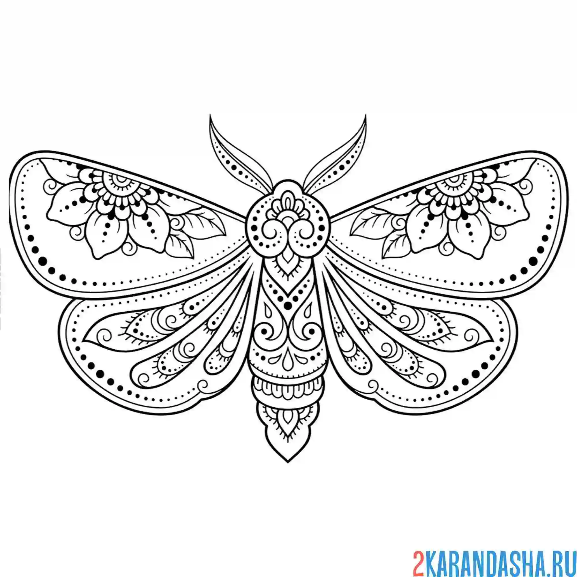 Раскраска красивая расписная бабочка