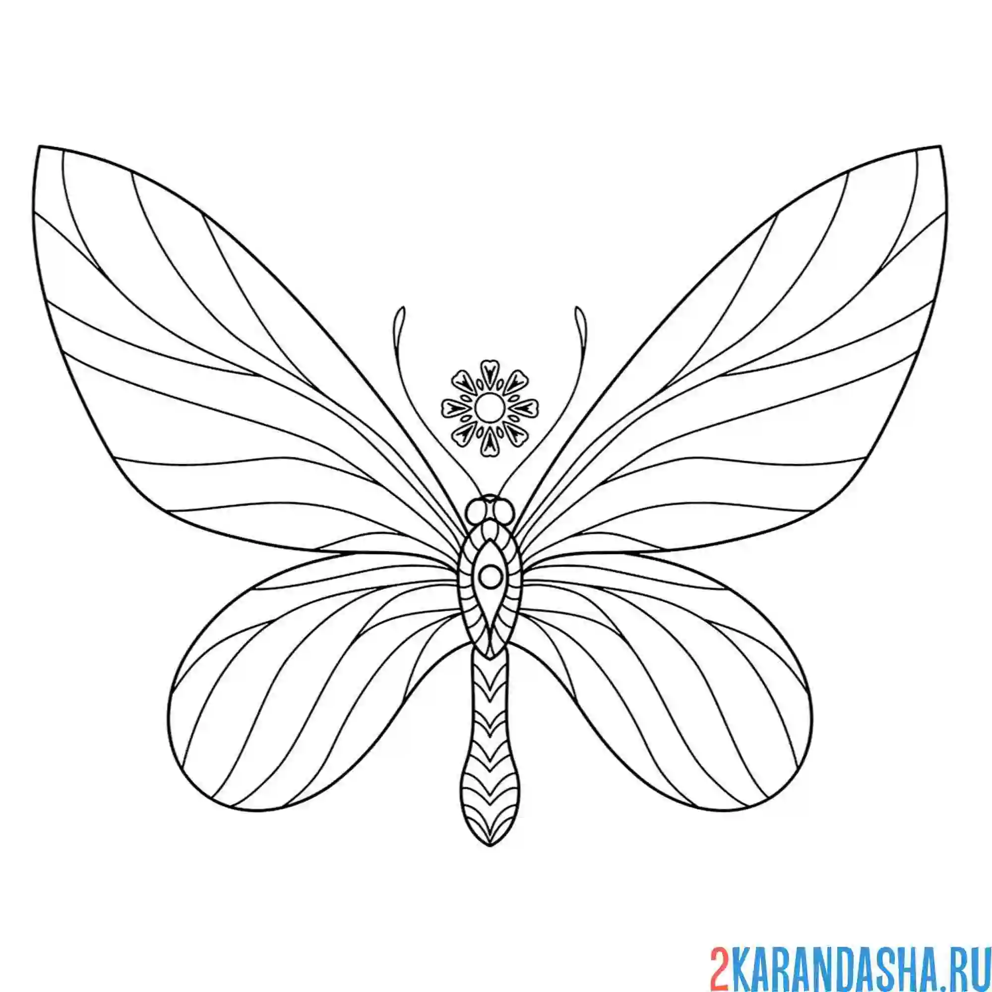 Раскраска большая бабочка крылья