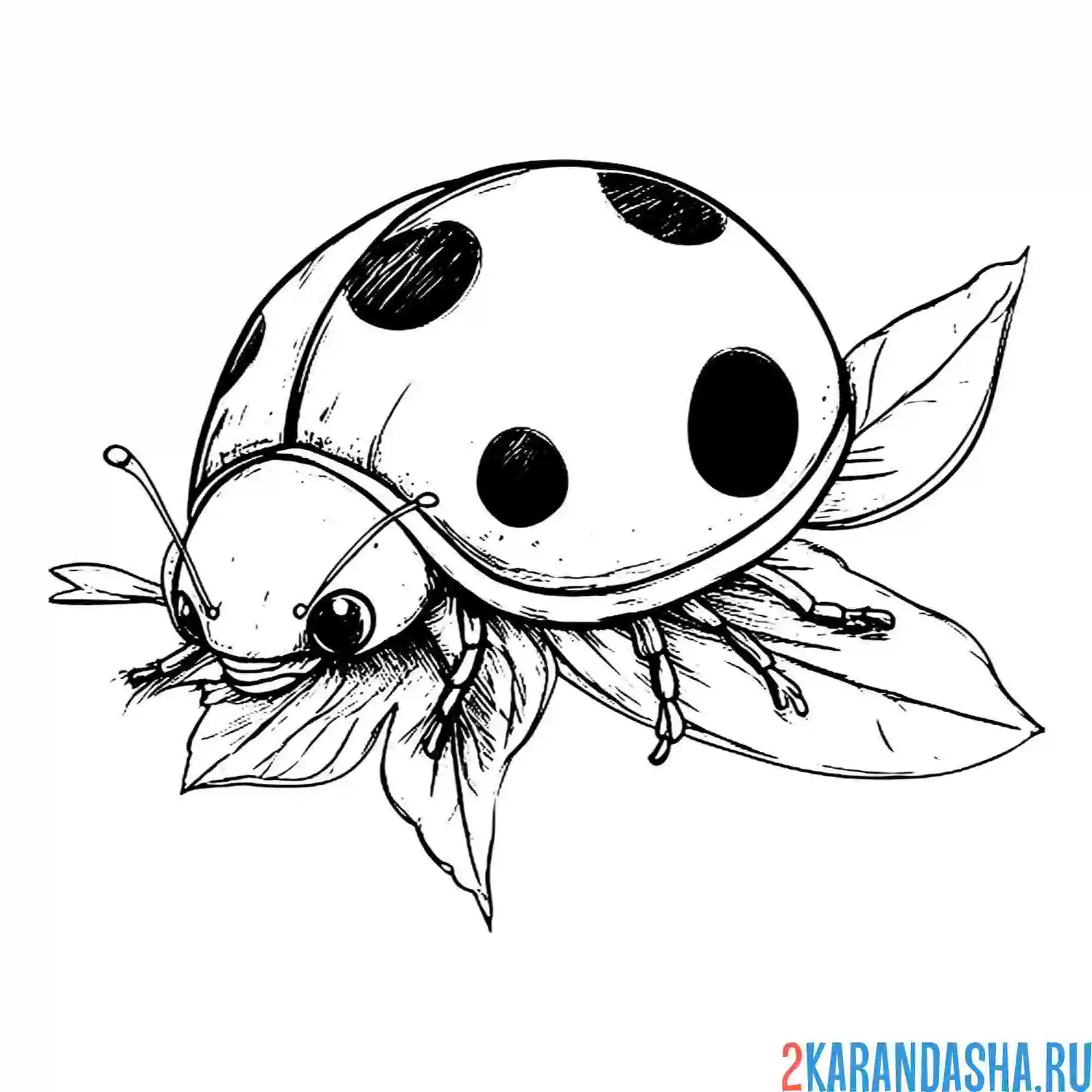 Раскраска божья коровка фото настоящая