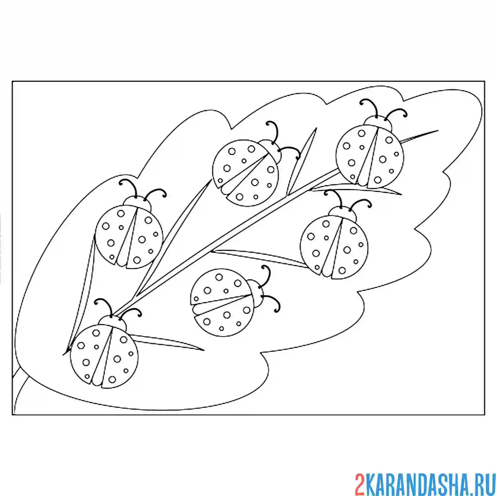 Раскраска божьи коровки на листе