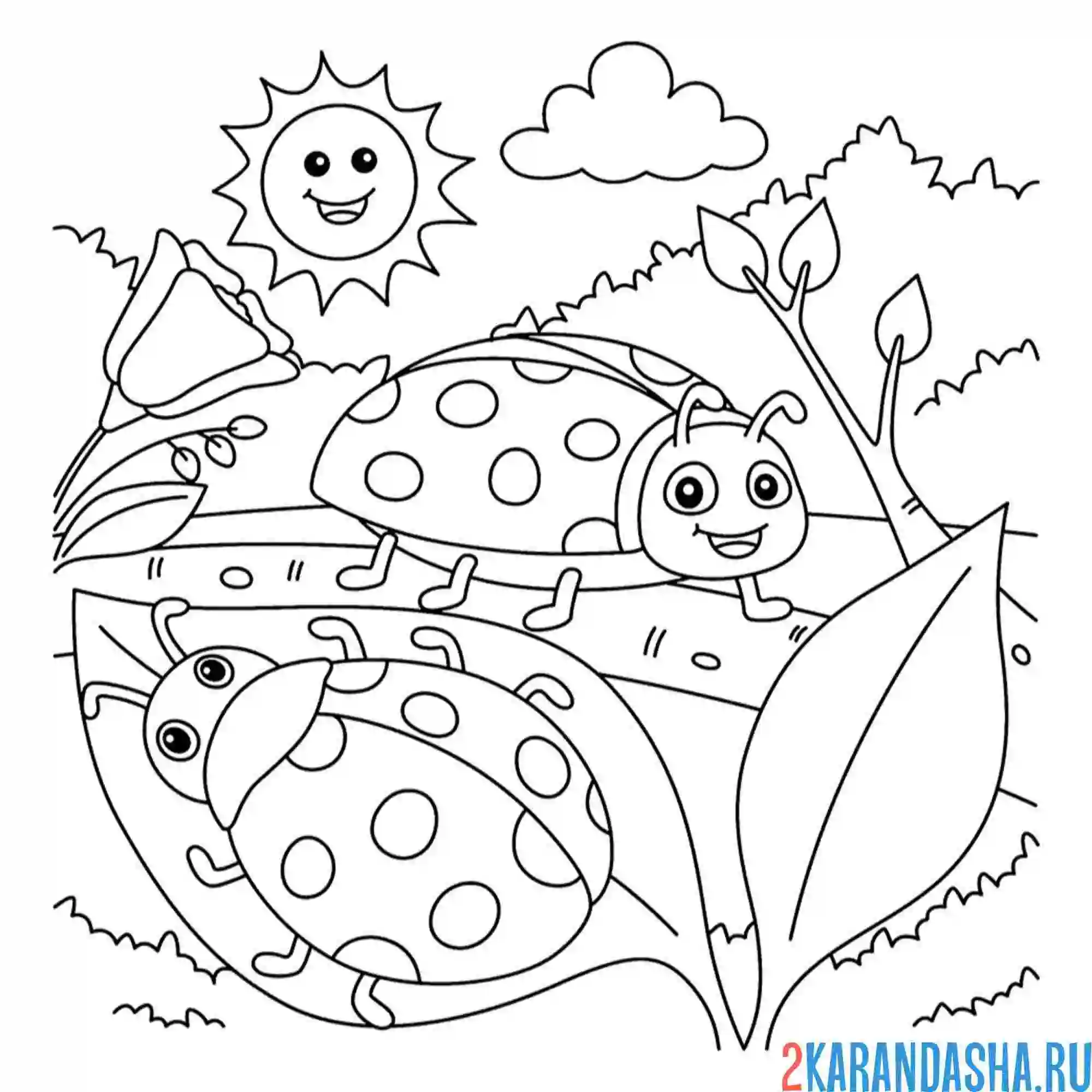 Раскраска божьи коровки