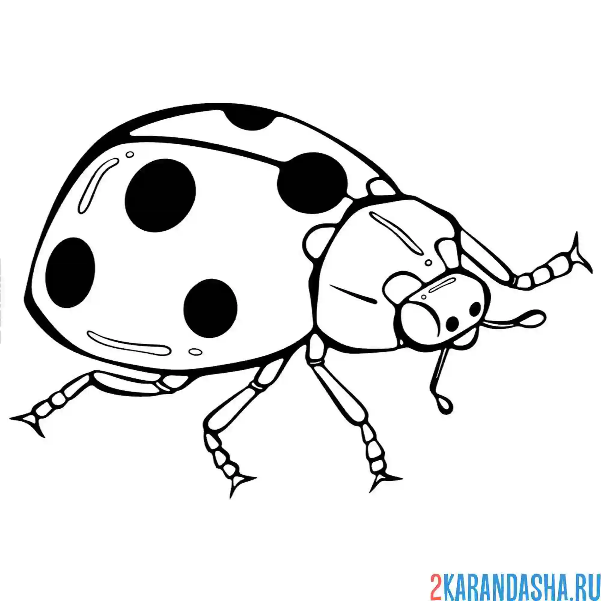 Раскраска божья коровка вид сбоку