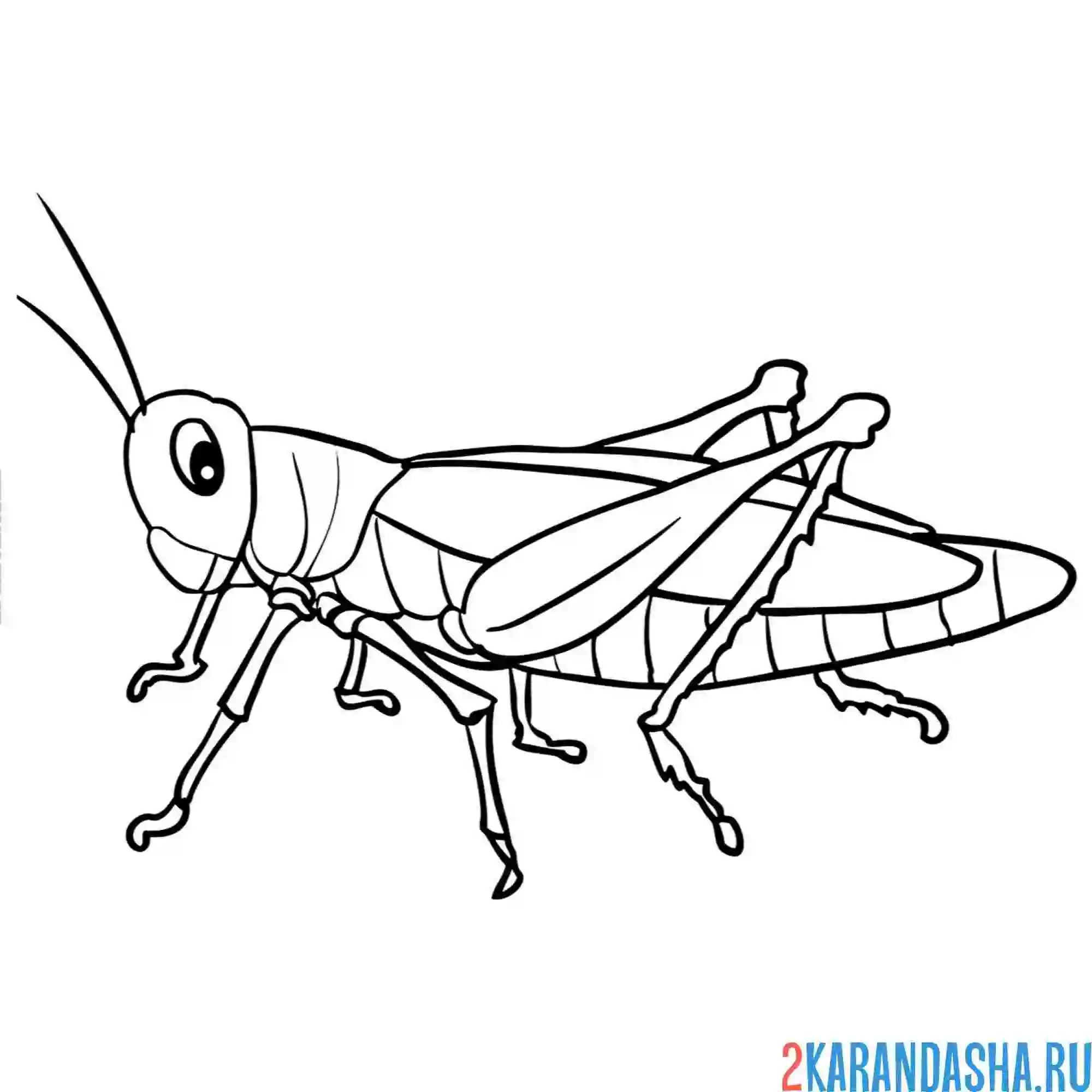 Раскраска кузнечик настоящий